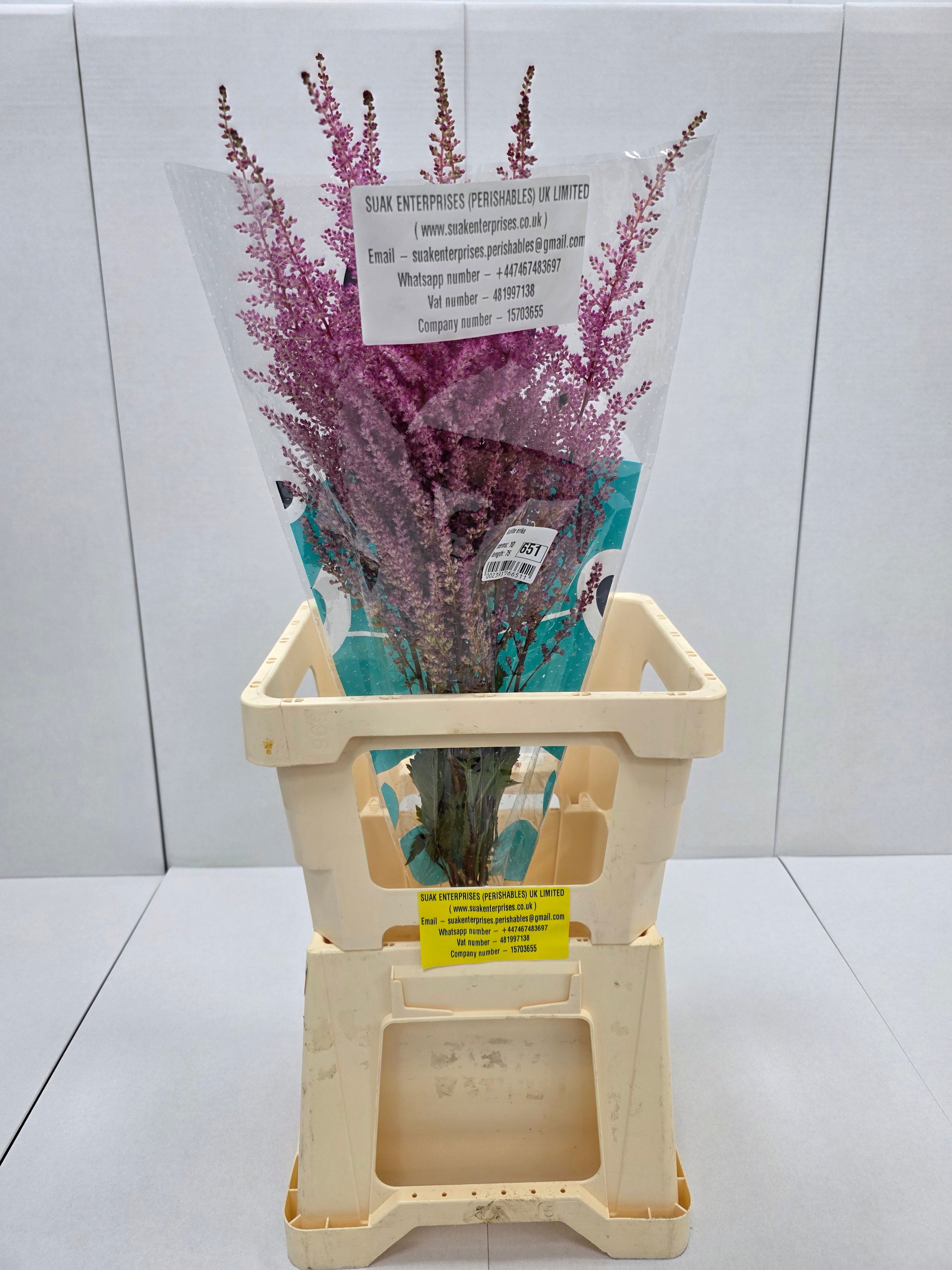 Farm Fresh Astilbe Erika (Bunch of 20 stems, Length 60- 70cm)