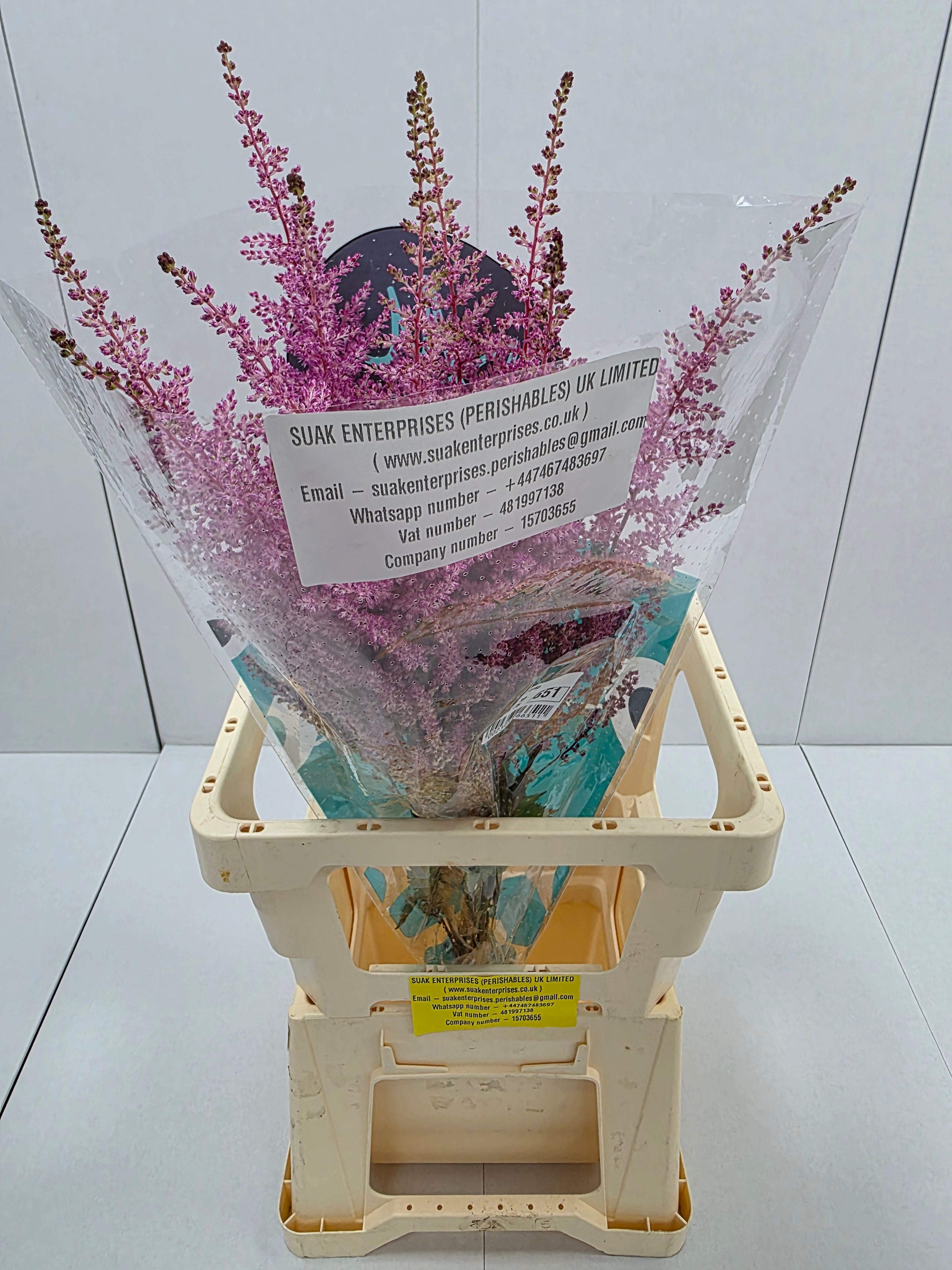 Farm Fresh Astilbe Erika (Bunch of 20 stems, Length 60- 70cm)