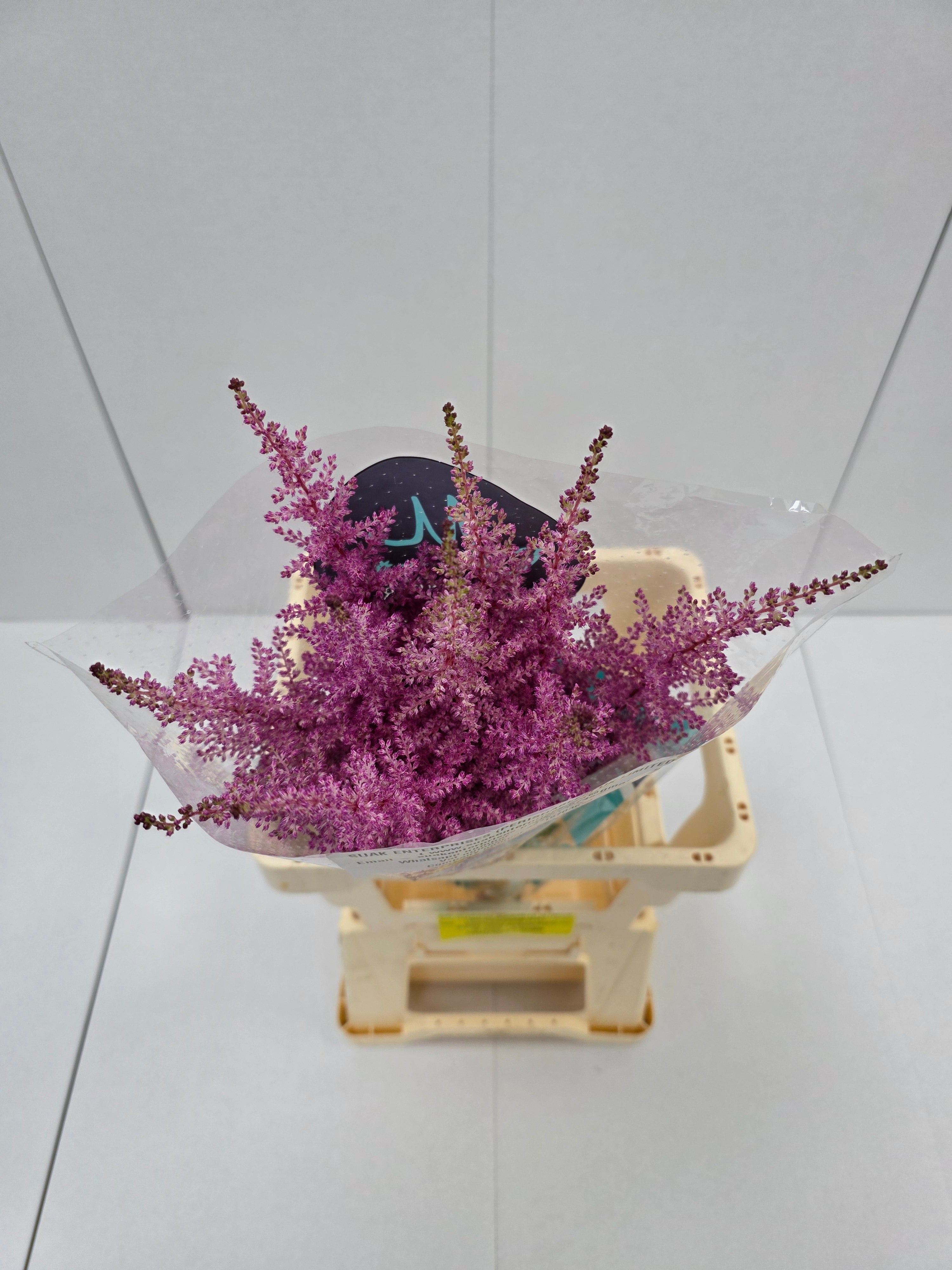 Farm Fresh Astilbe Erika (Bunch of 20 stems, Length 60- 70cm)