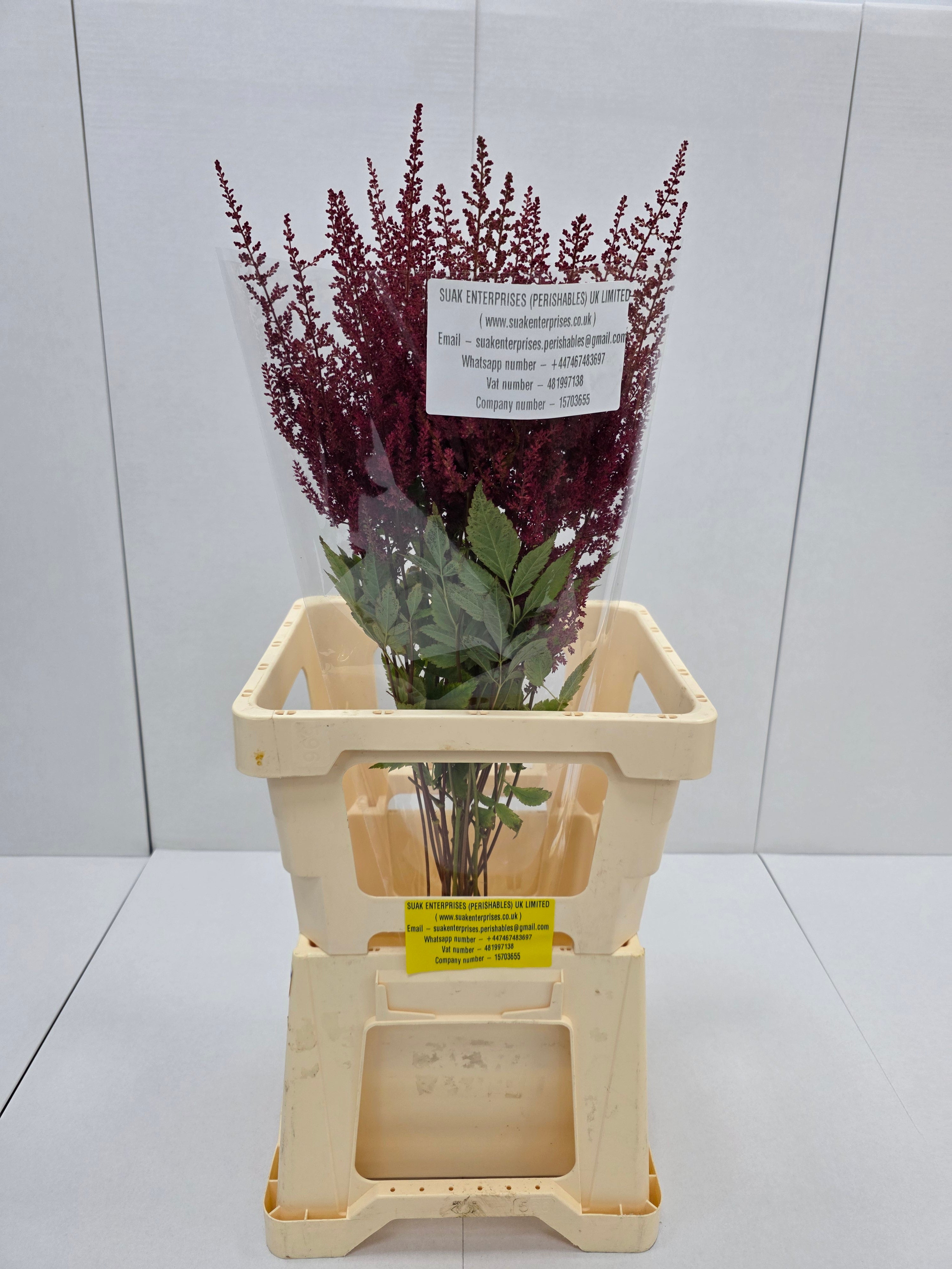 Farm Fresh Astilbe Paul Gaarder (Bunch of 20 stems, Length 60-70cm)