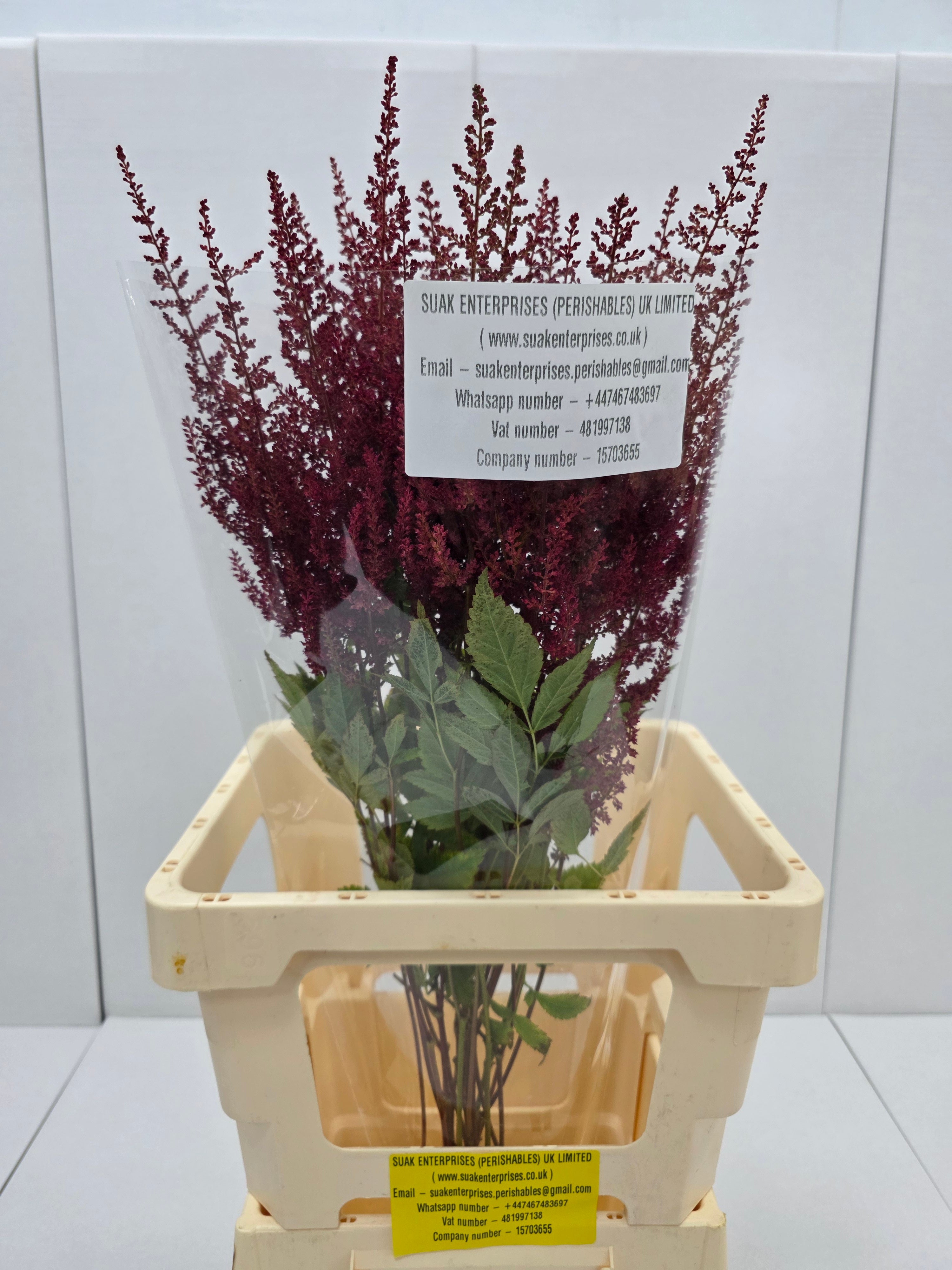 Farm Fresh Astilbe Paul Gaarder (Bunch of 20 stems, Length 60-70cm)