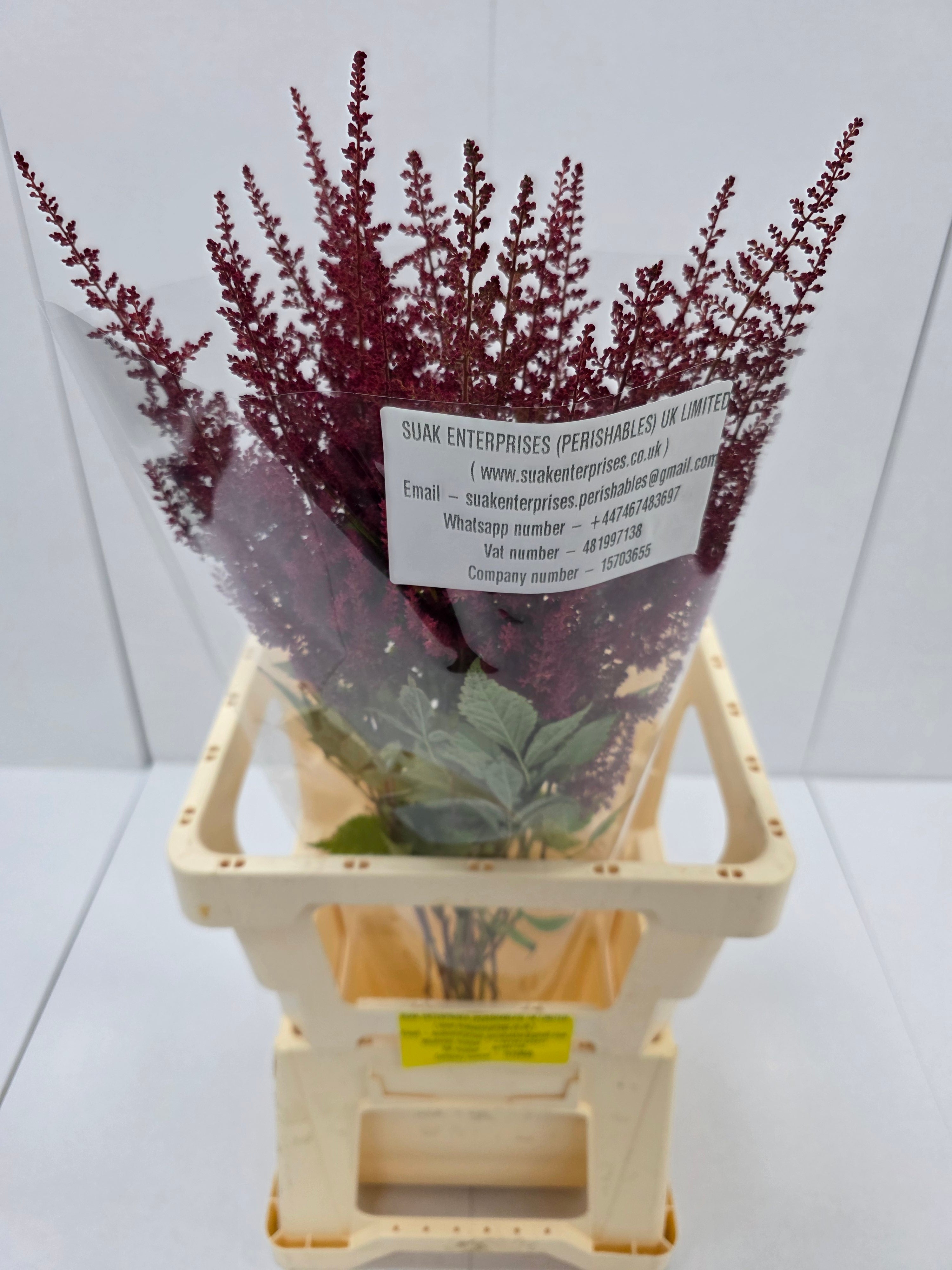 Farm Fresh Astilbe Paul Gaarder (Bunch of 20 stems, Length 60-70cm)