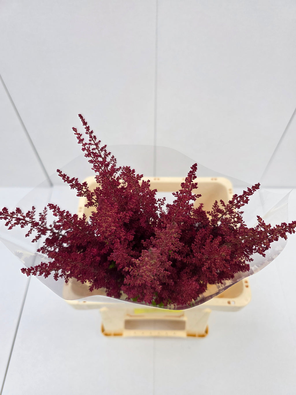 Farm Fresh Astilbe Paul Gaarder (Bunch of 20 stems, Length 60-70cm)