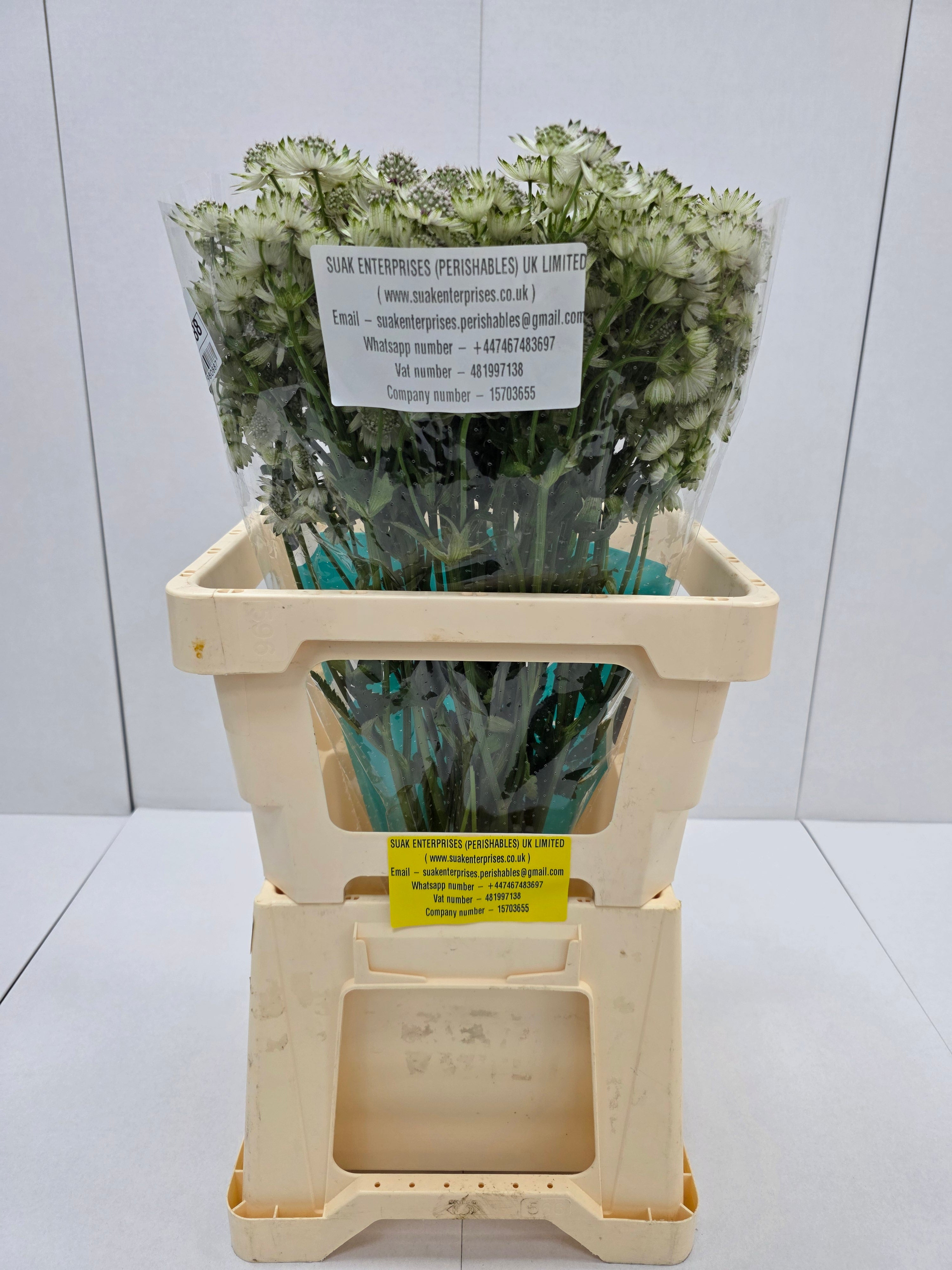 Farm Fresh Astrantia Billion Stars Astrantia (Bunch of 25 stems,Length 70 cm)