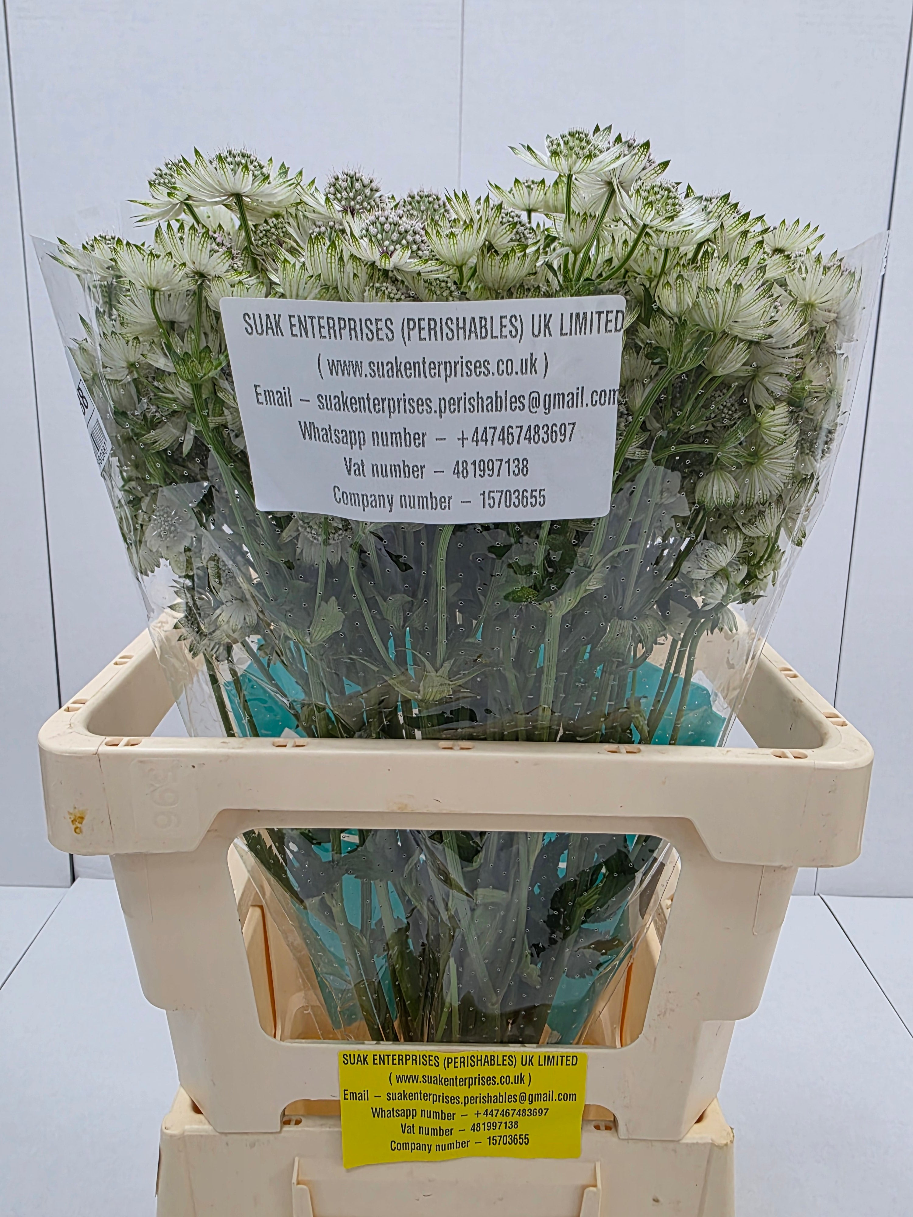 Farm Fresh Astrantia Billion Stars Astrantia (Bunch of 25 stems,Length 70 cm)