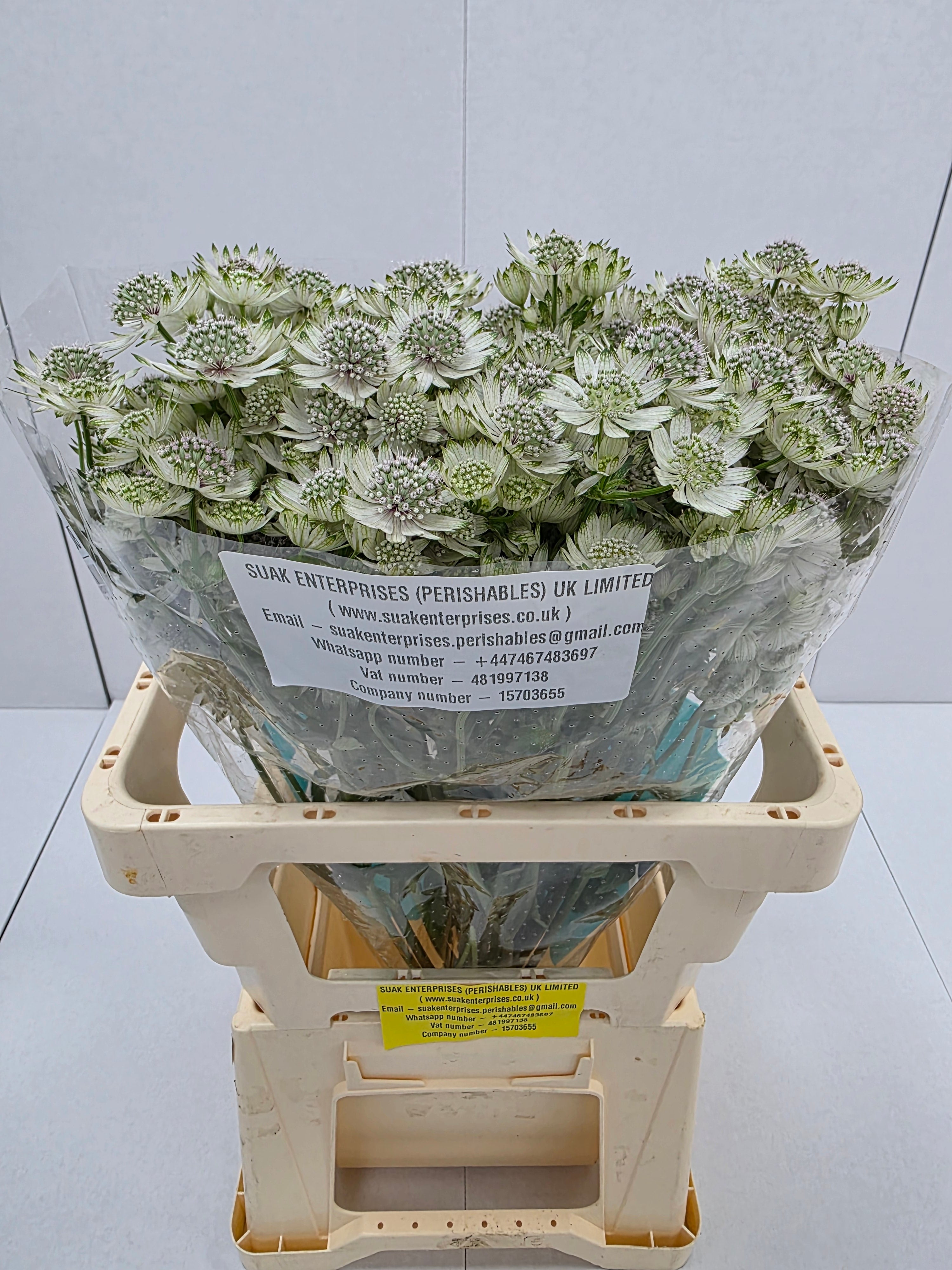 Farm Fresh Astrantia Billion Stars Astrantia (Bunch of 25 stems,Length 70 cm)