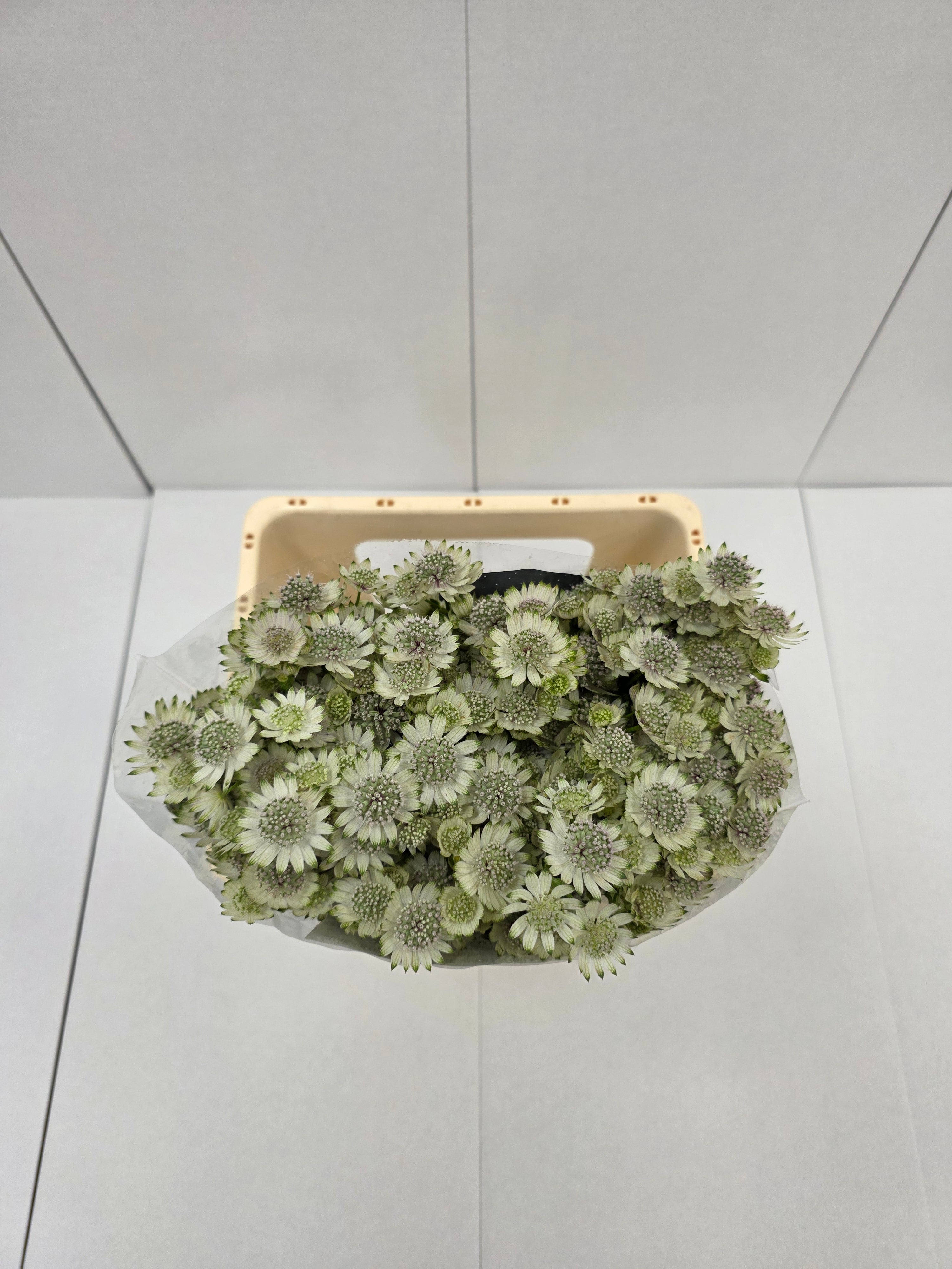 Farm Fresh Astrantia Billion Stars Astrantia (Bunch of 25 stems,Length 70 cm)