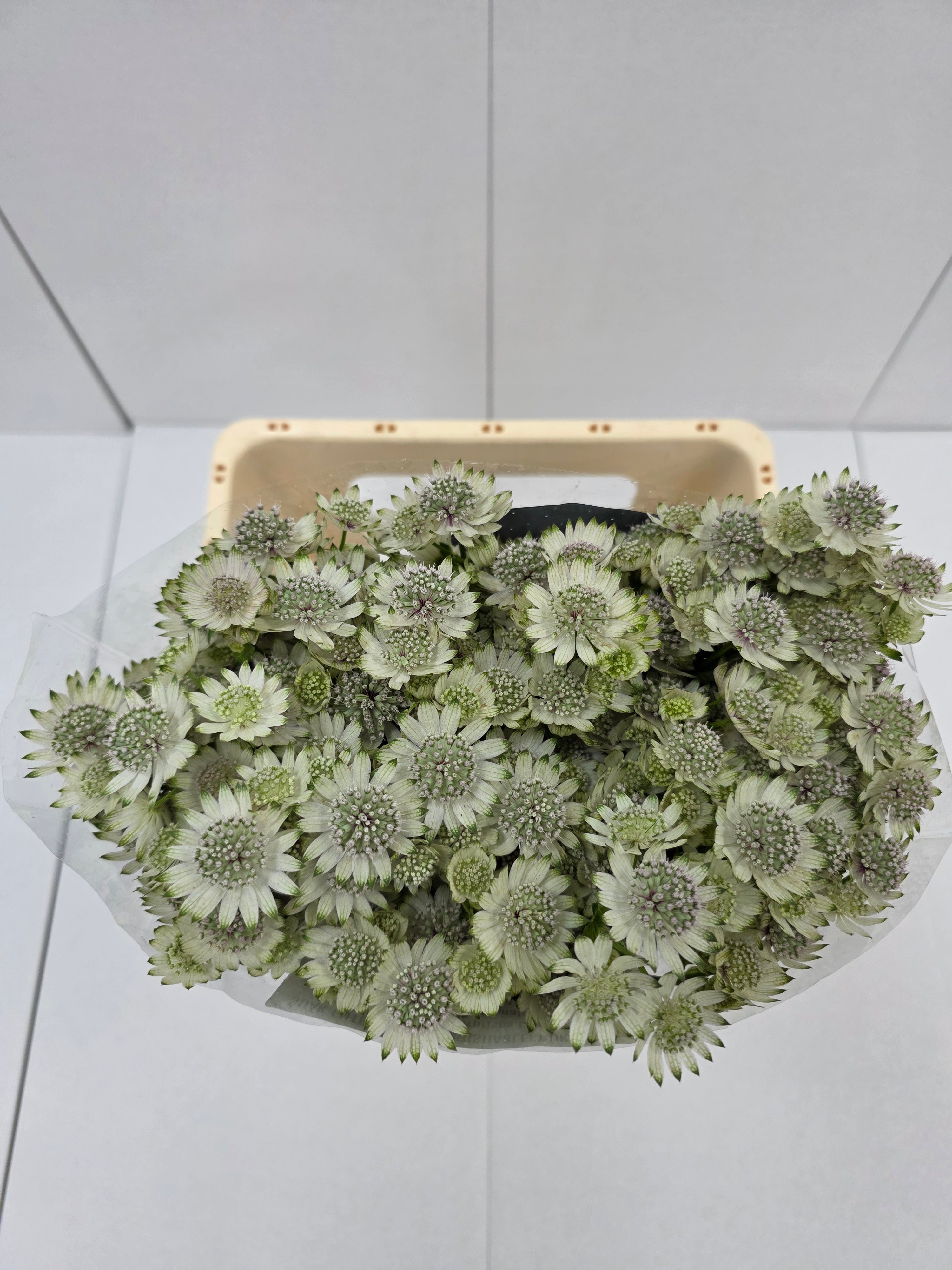 Farm Fresh Astrantia Billion Stars Astrantia (Bunch of 25 stems,Length 60 cm)