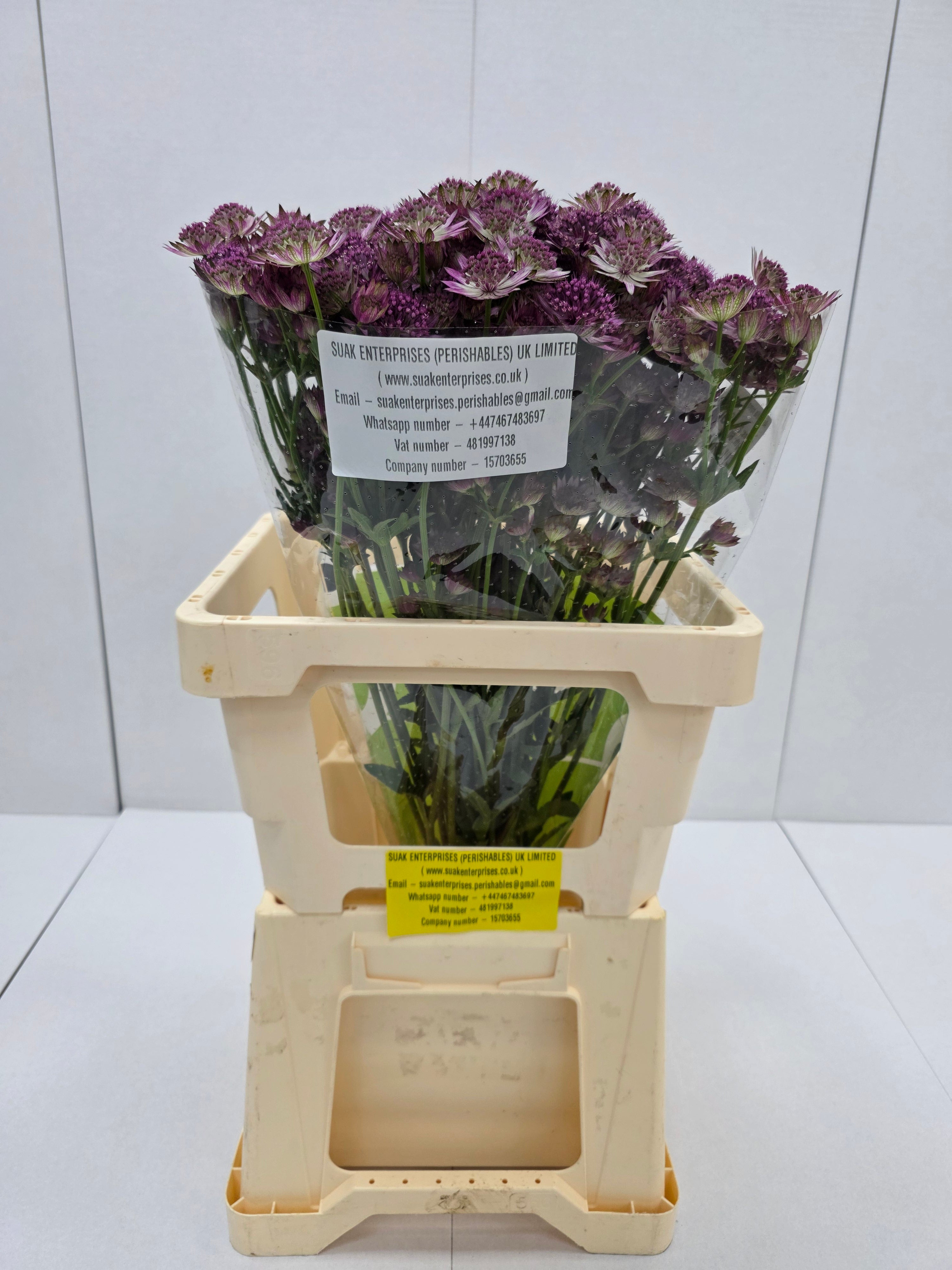 Farm Fresh Astrantia Roma Astrantia ( Bunch of 25 stems , Length 60-70)