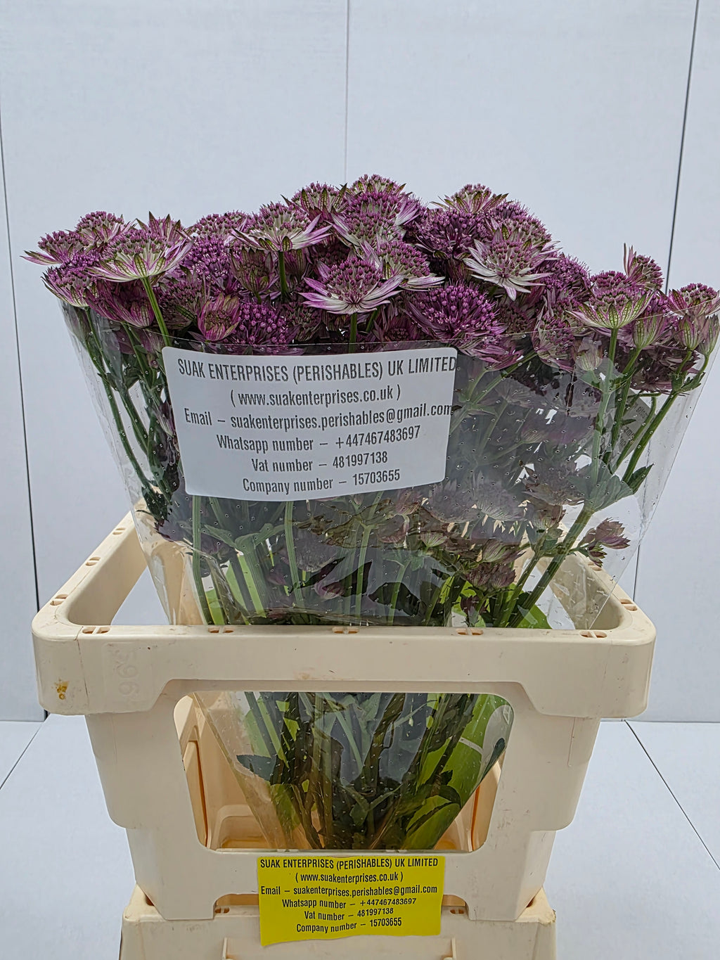 Farm Fresh Astrantia Roma Astrantia ( Bunch of 25 stems , Length 60-70)