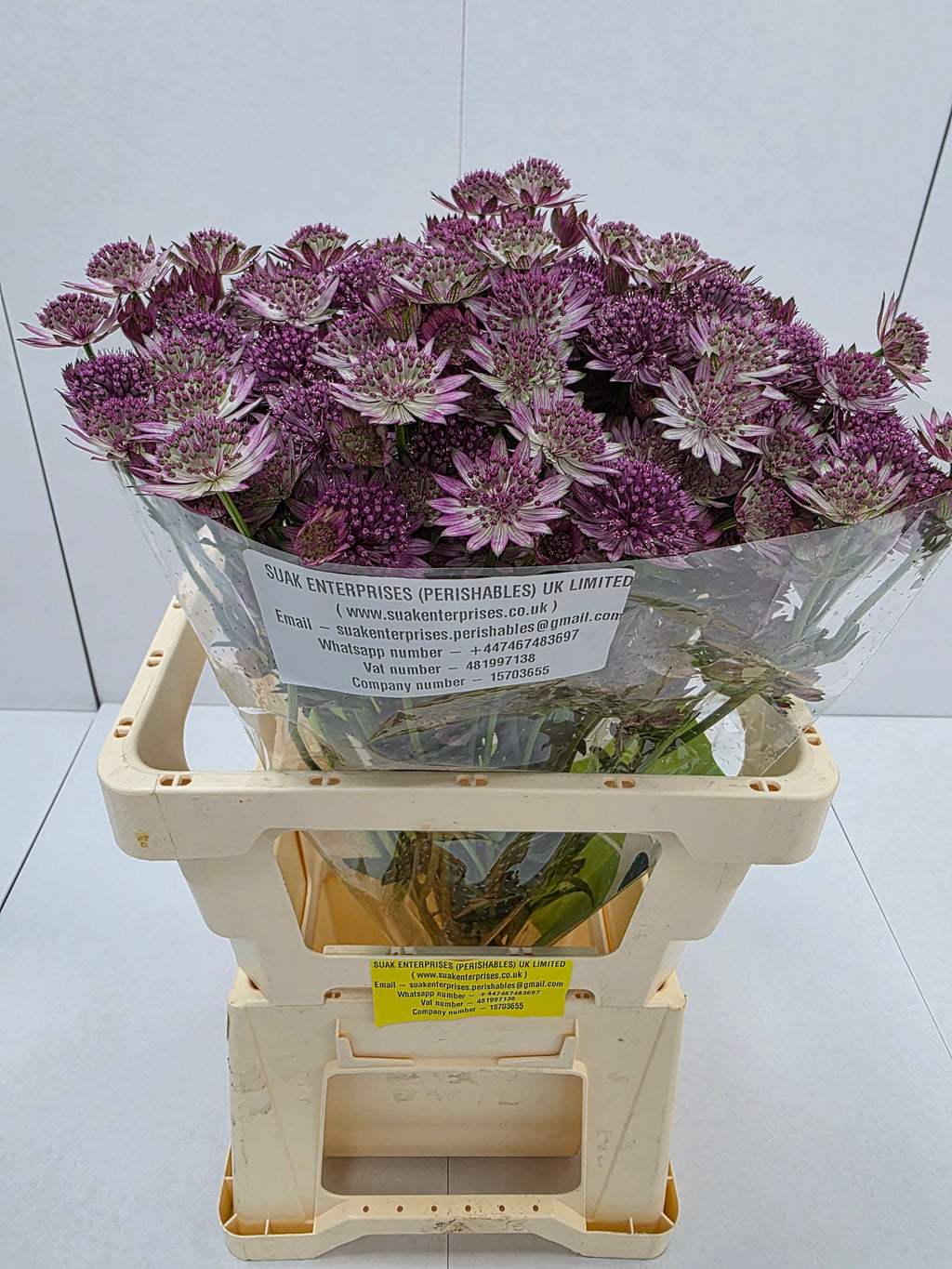 Farm Fresh Astrantia Roma Astrantia ( Bunch of 25 stems , Length 60-70)