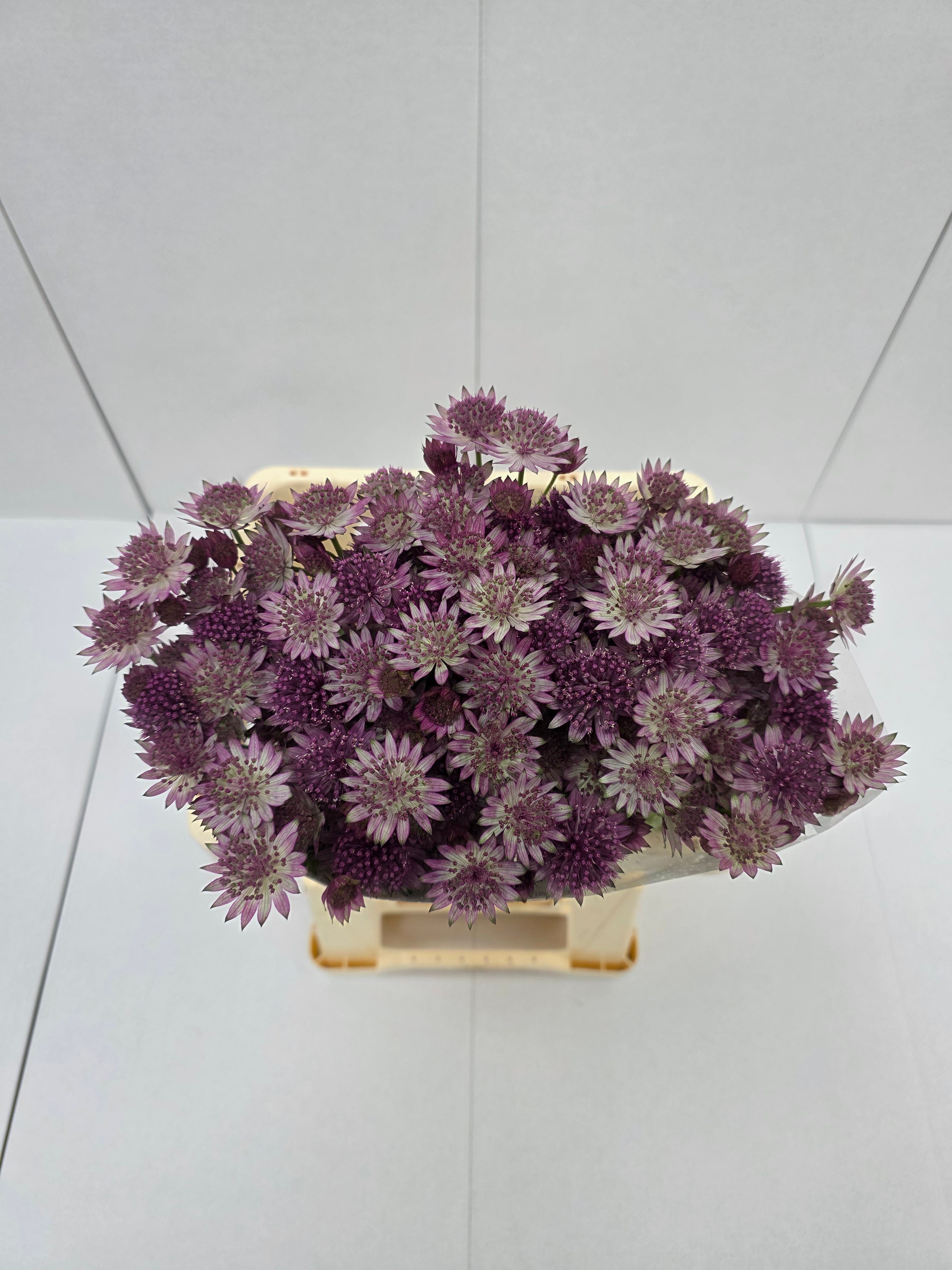 Farm Fresh Astrantia Roma Astrantia ( Bunch of 25 stems , Length 60-70)