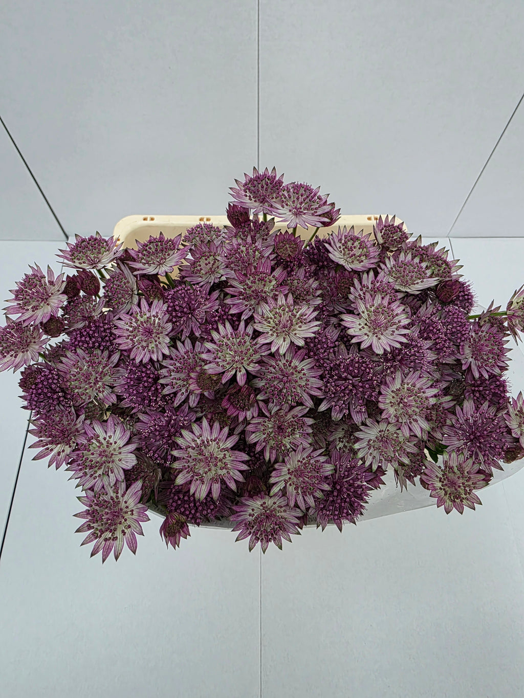 Farm Fresh Astrantia Roma Astrantia ( Bunch of 25 stems , Length 60-70)