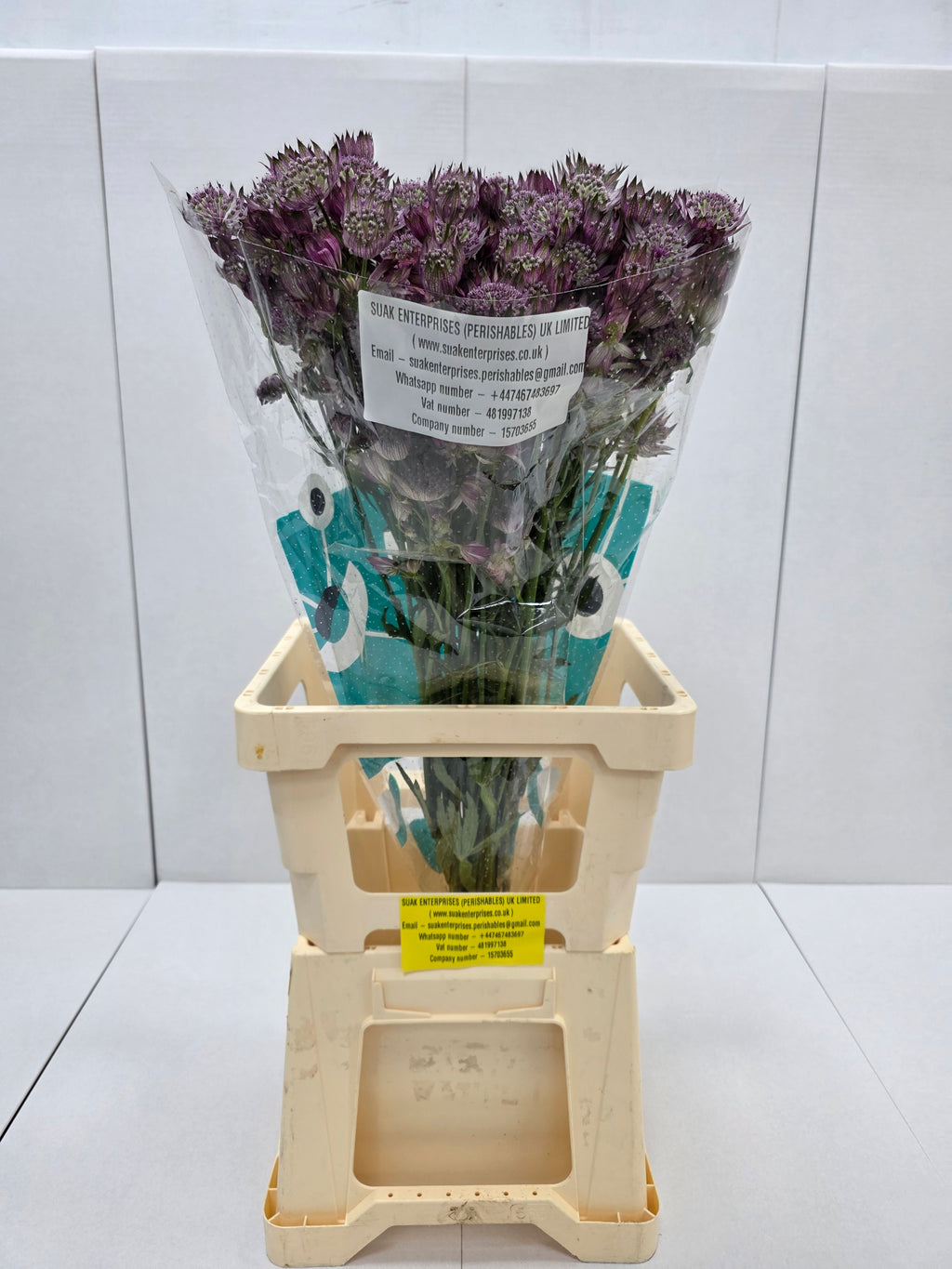 Farm Fresh Astrantia Star Of Love Astrantia major (bunch of 25 stems, length 60-70)