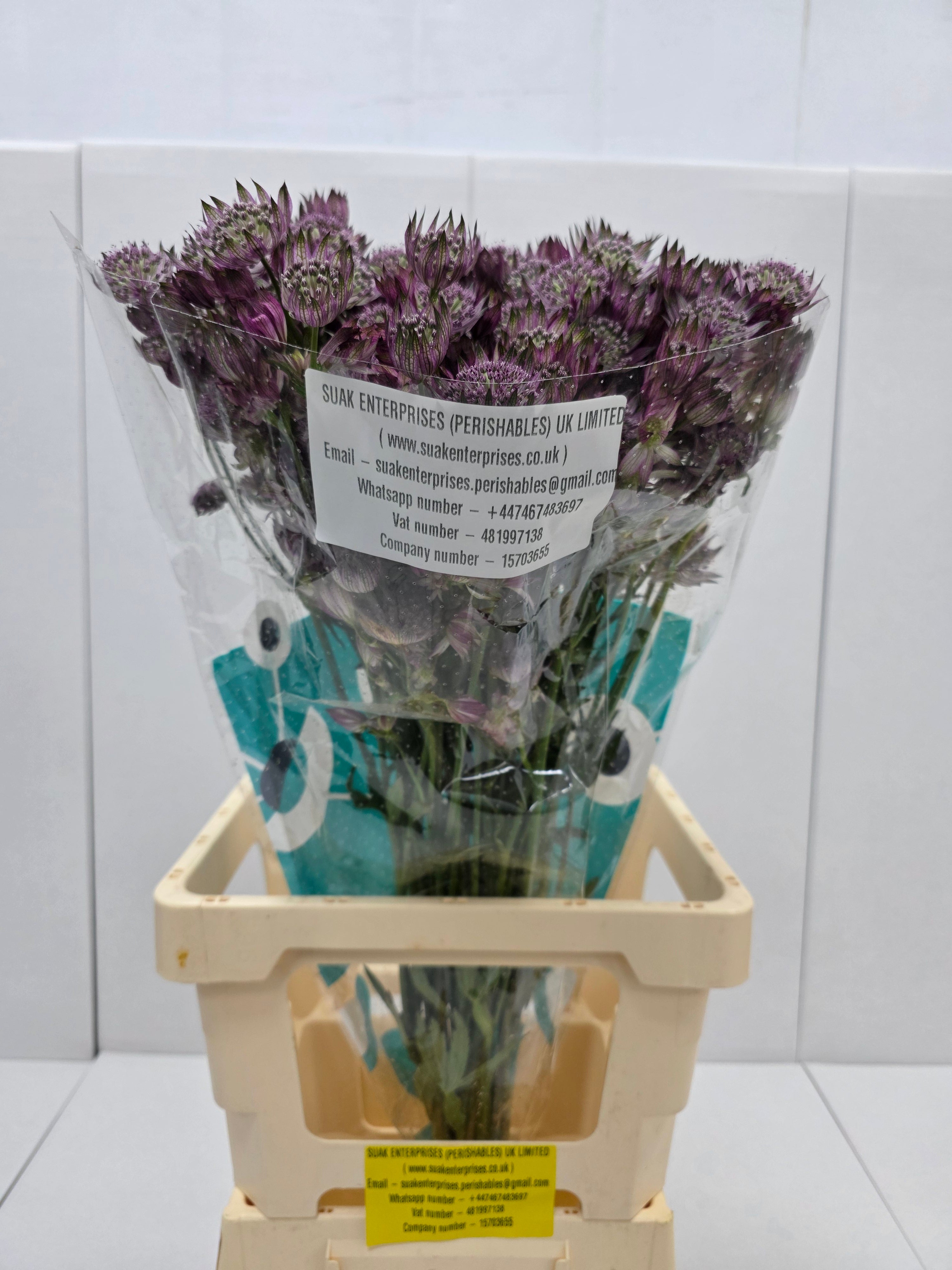 Farm Fresh Astrantia Star Of Love Astrantia major (bunch of 25 stems, length 60-70)