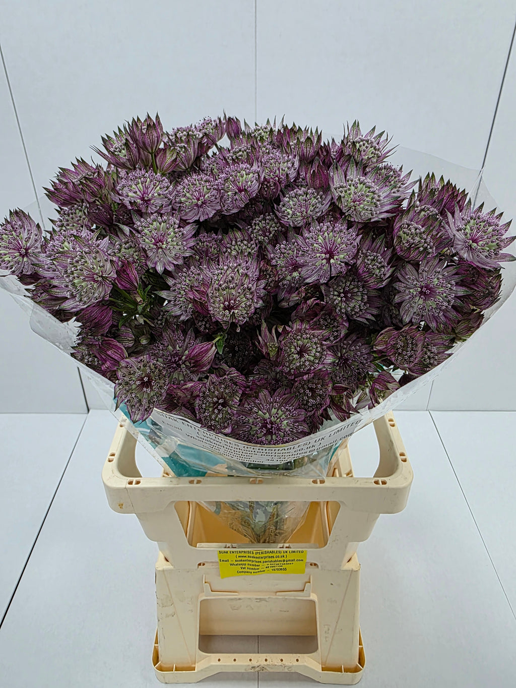 Farm Fresh Astrantia Star Of Love Astrantia major (bunch of 25 stems, length 60-70)