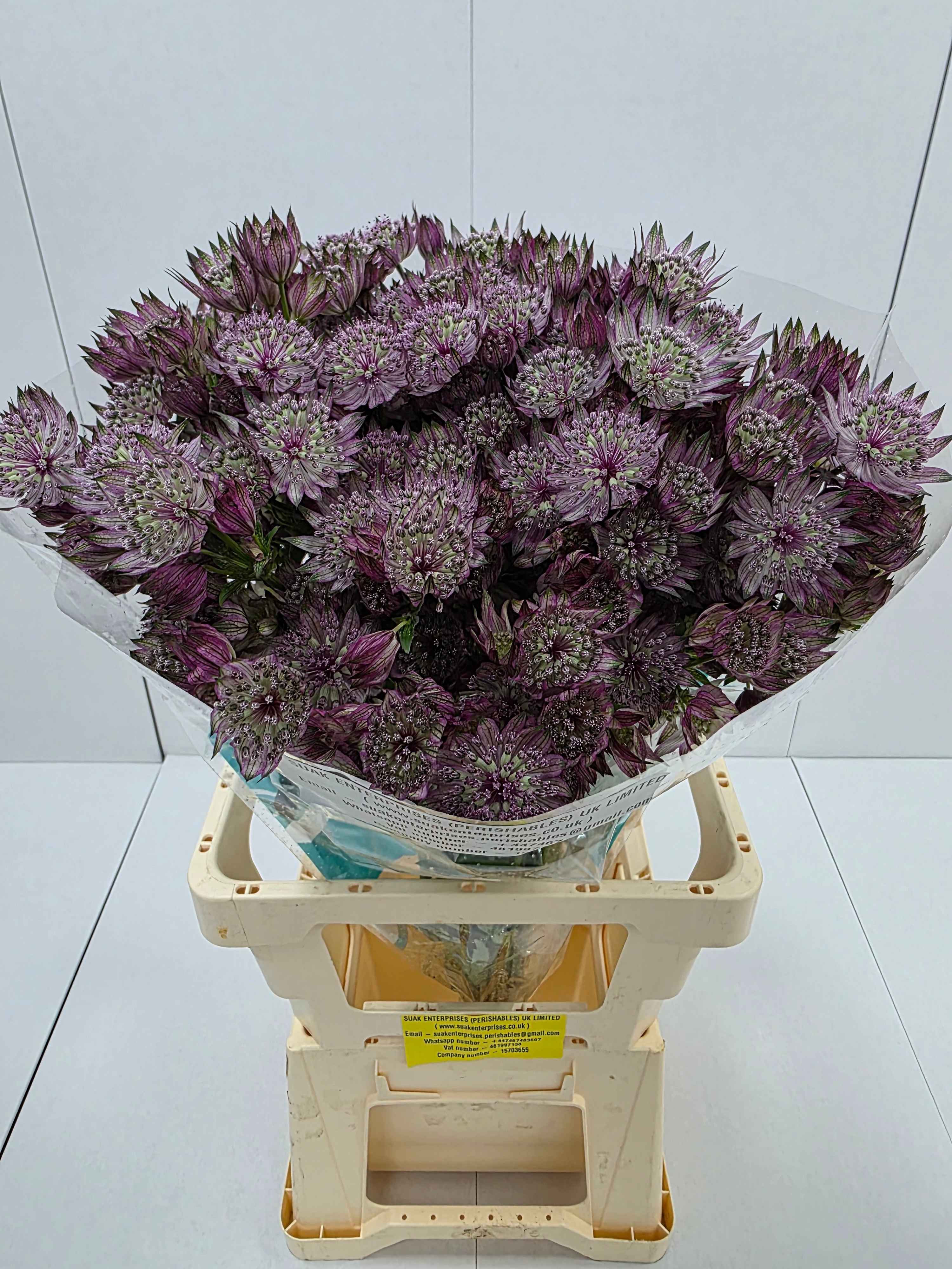 Farm Fresh Astrantia Star Of Love Astrantia major (bunch of 25 stems, length 60-70)