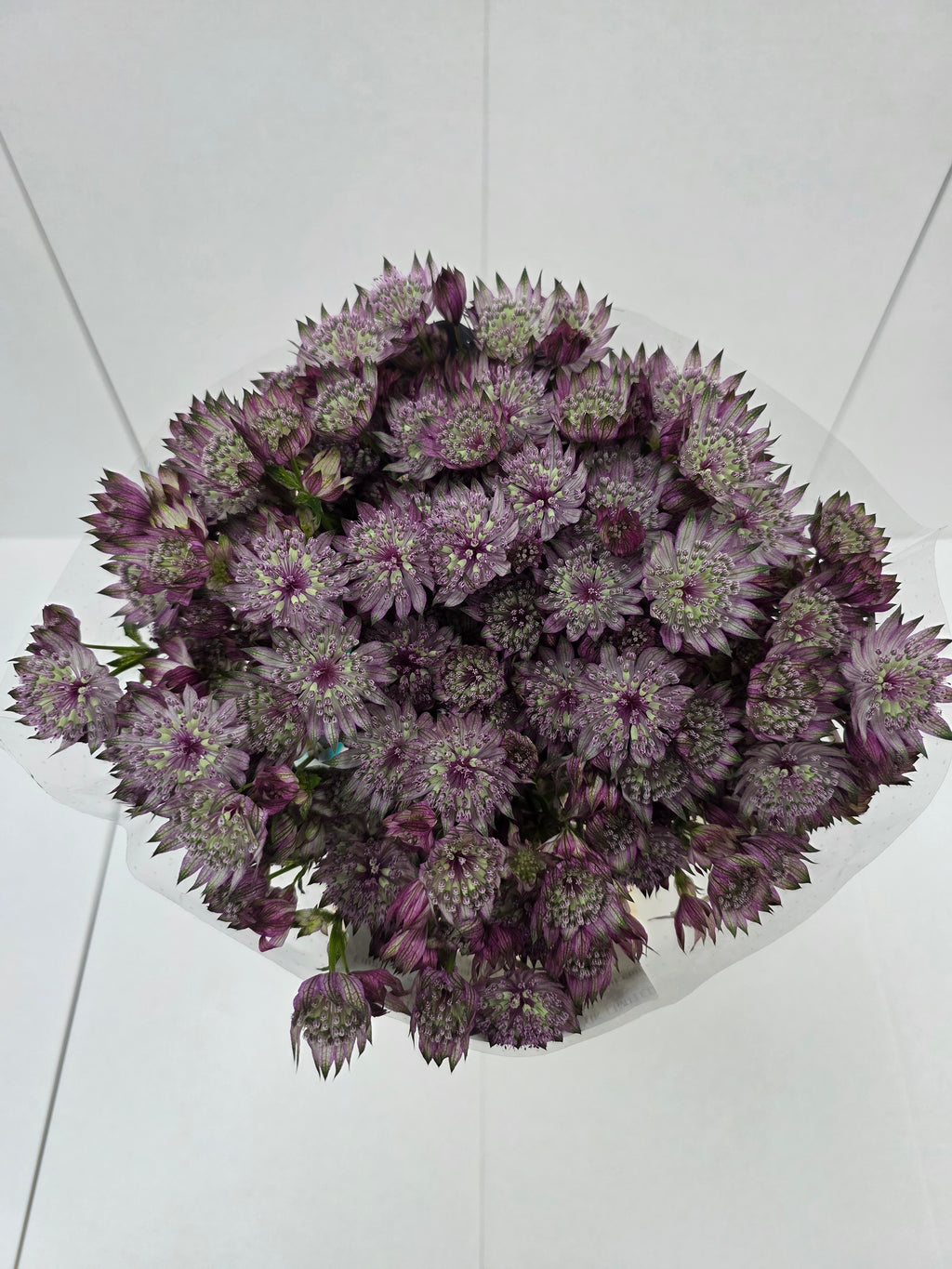 Farm Fresh Astrantia Star Of Love Astrantia major (bunch of 25 stems, length 60-70)
