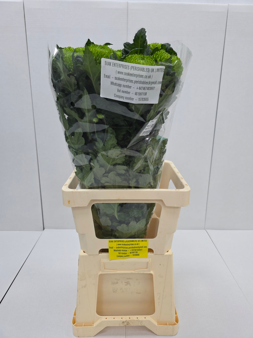 Farm Fresh Chrysanthemum G Alemani (Bunch of 10 stems, Length 70cm)