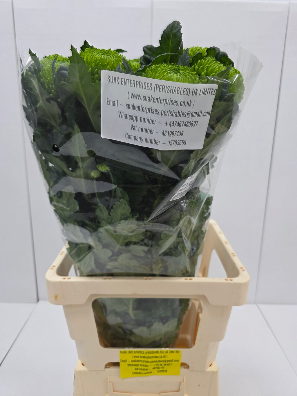 Farm Fresh Chrysanthemum G Alemani (Bunch of 10 stems, Length 70cm)