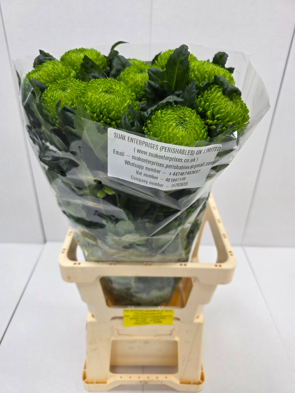 Farm Fresh Chrysanthemum G Alemani (Bunch of 10 stems, Length 70cm)