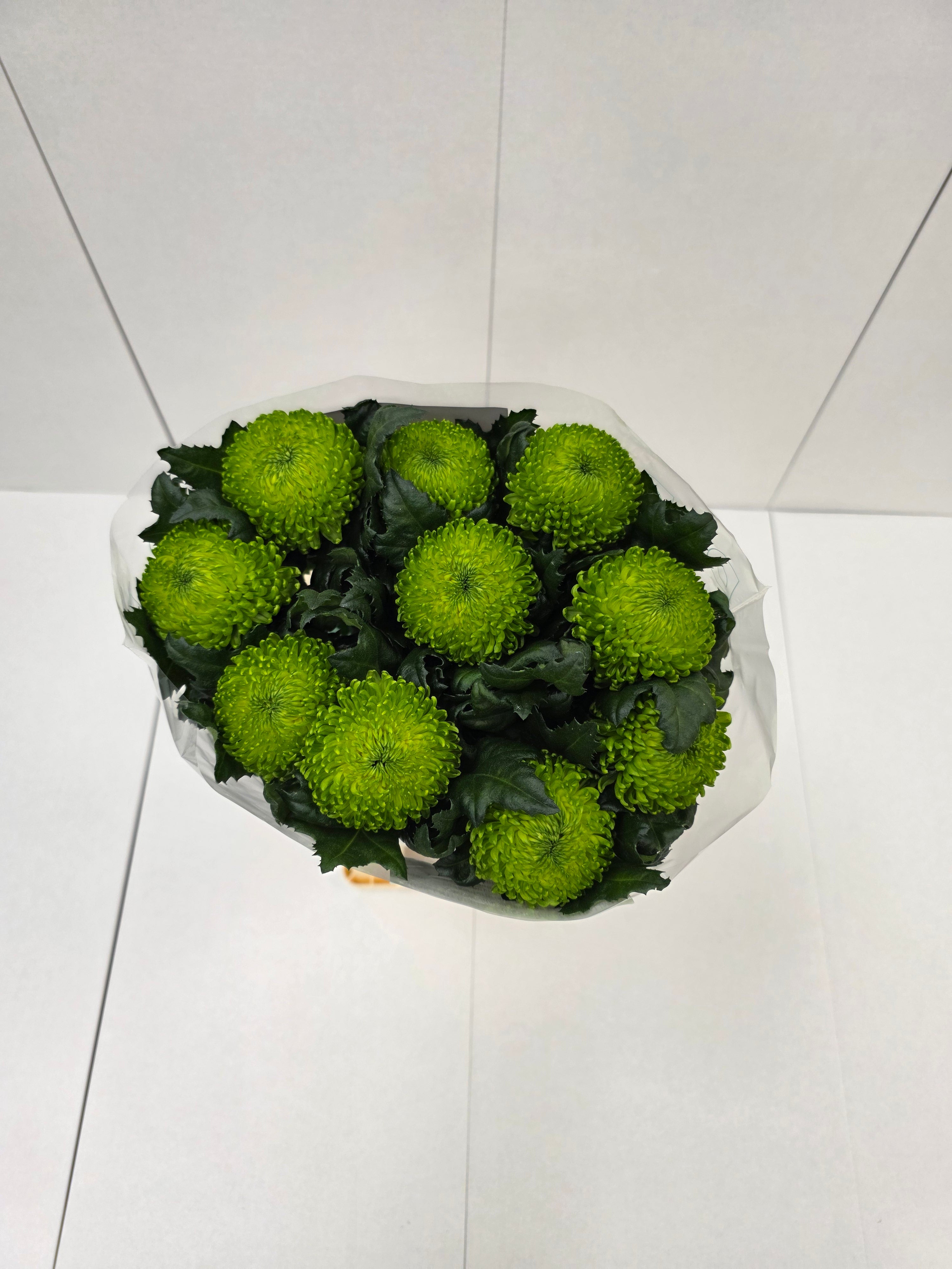 Farm Fresh Chrysanthemum G Alemani (Bunch of 10 stems, Length 70cm)