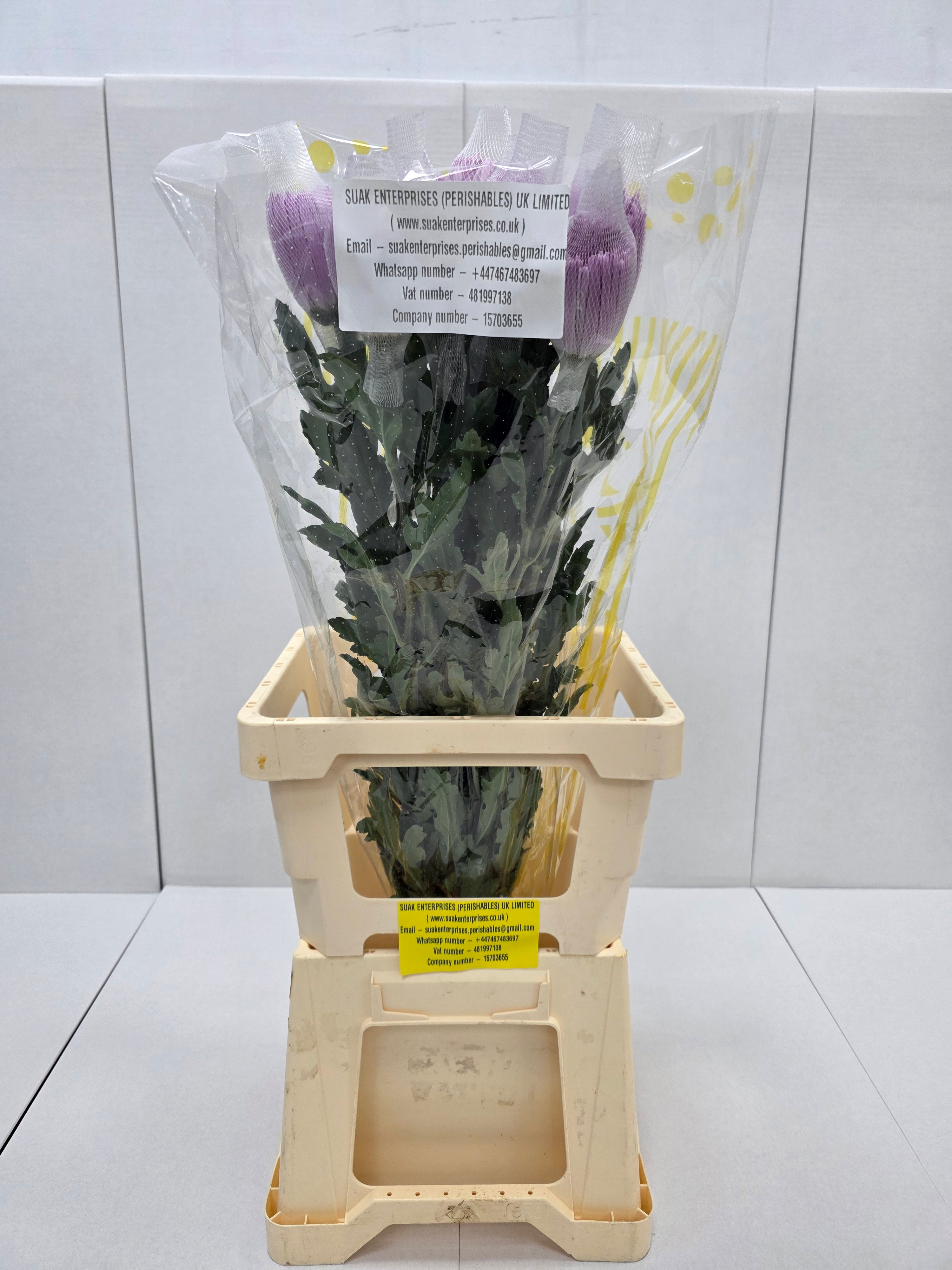 Farm Fresh Chrysanthemum G Anastasia Pink (Bunch of 10units, Length 70cm)