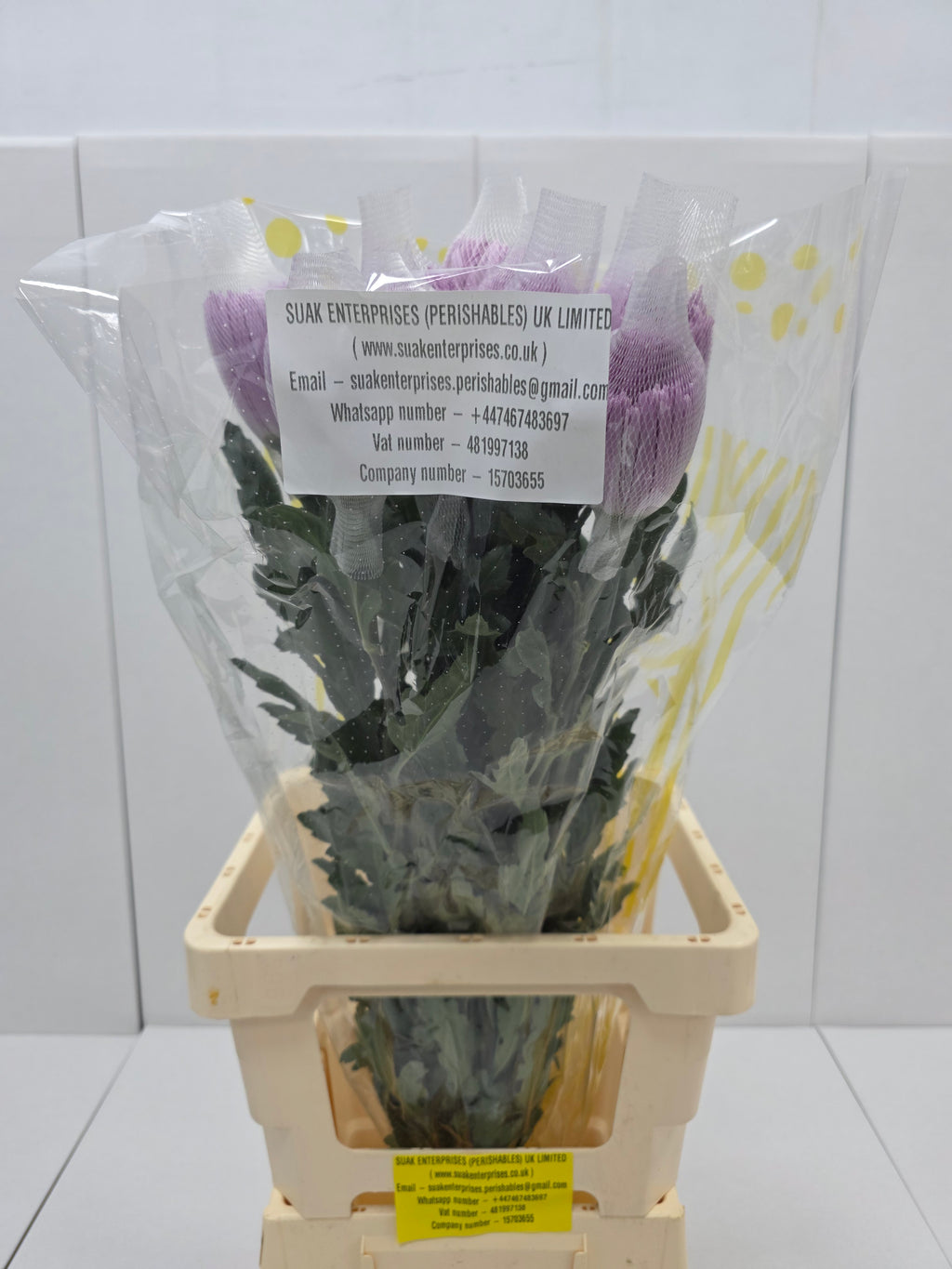Farm Fresh Chrysanthemum G Anastasia Pink (Bunch of 10units, Length 70cm)