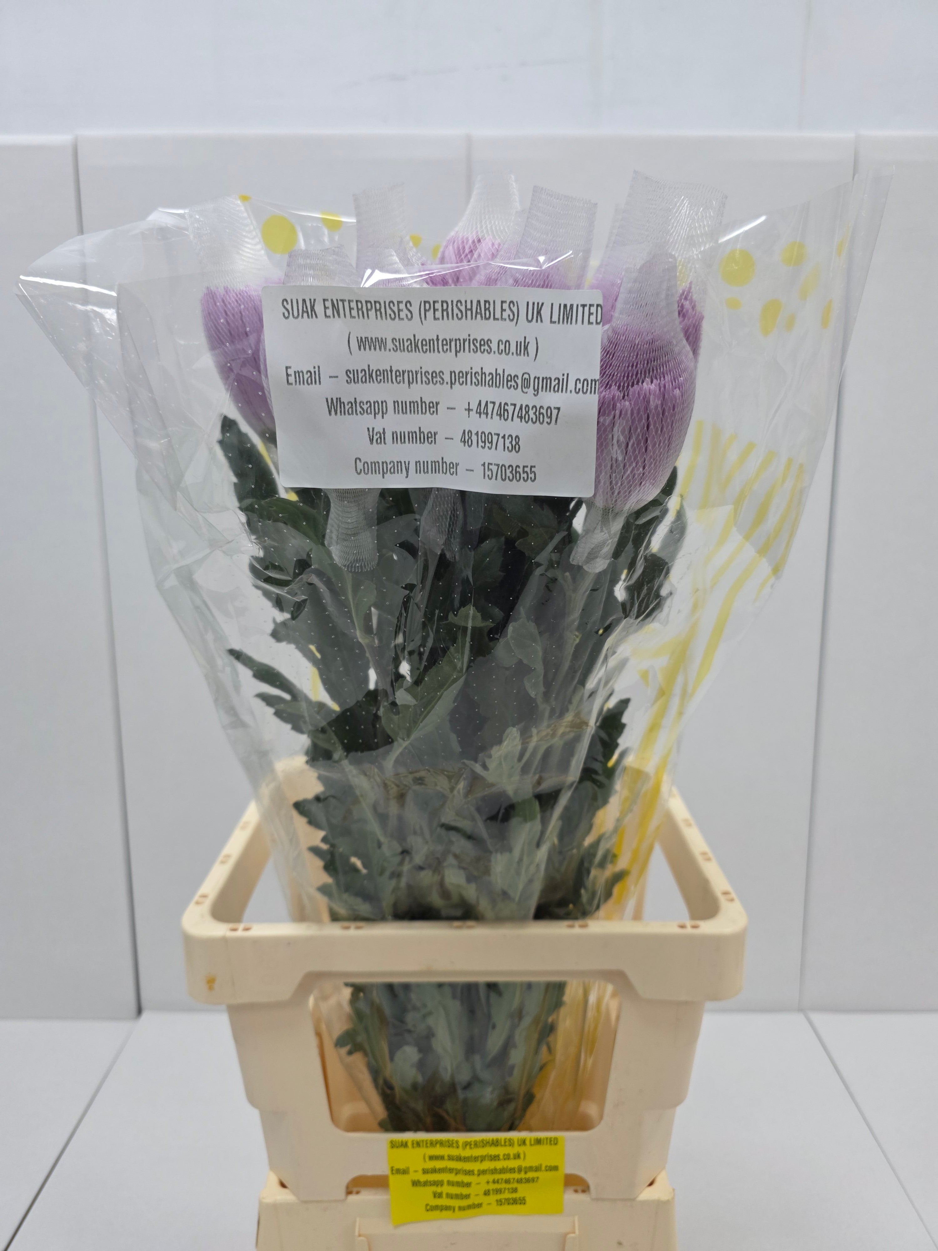 Farm Fresh Chrysanthemum G Anastasia Pink (Bunch of 10units, Length 70cm)