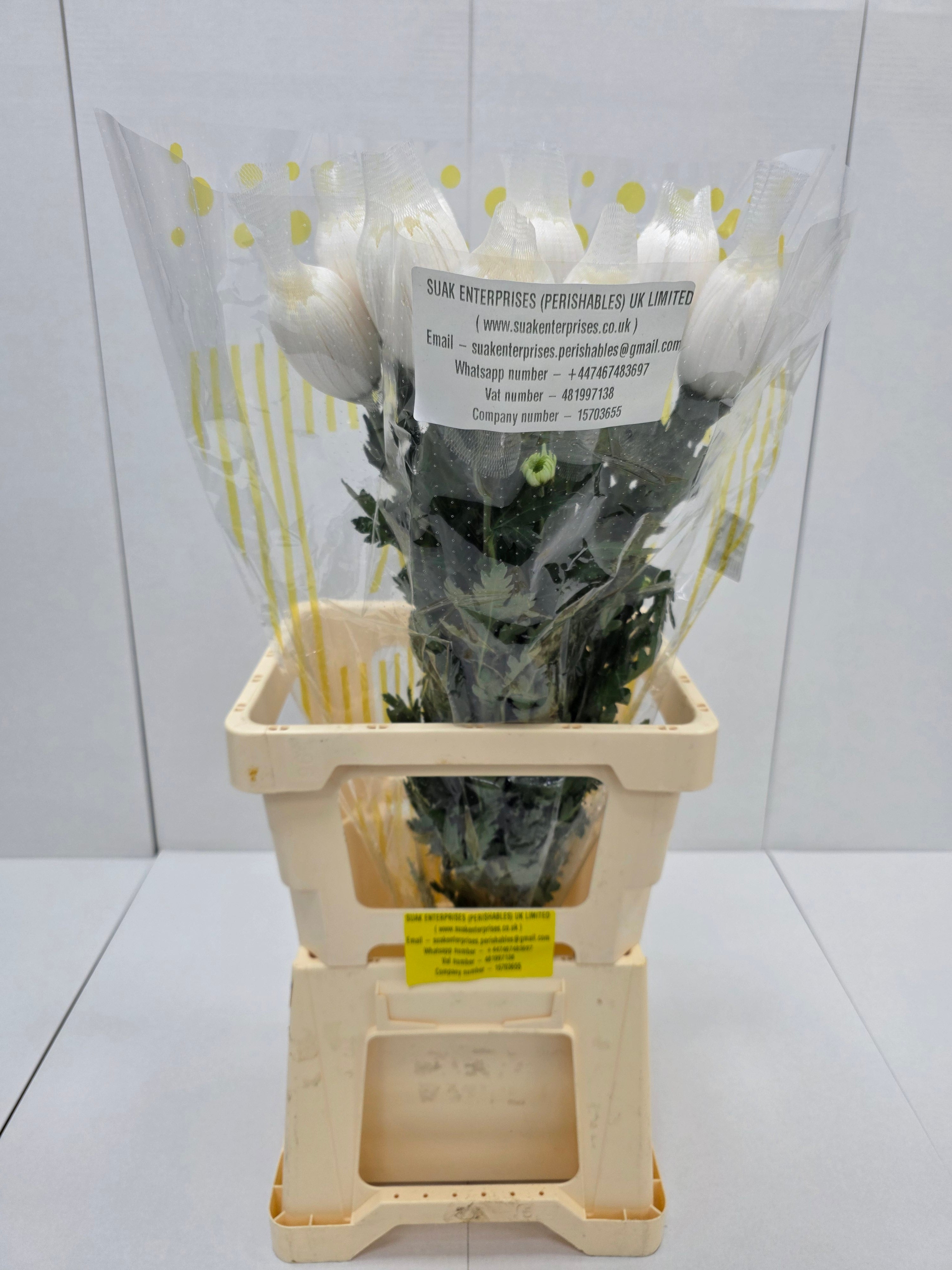 Farm Fresh Chrysanthemum G Anastasia White(Bunch of 10units, Length 70cm)