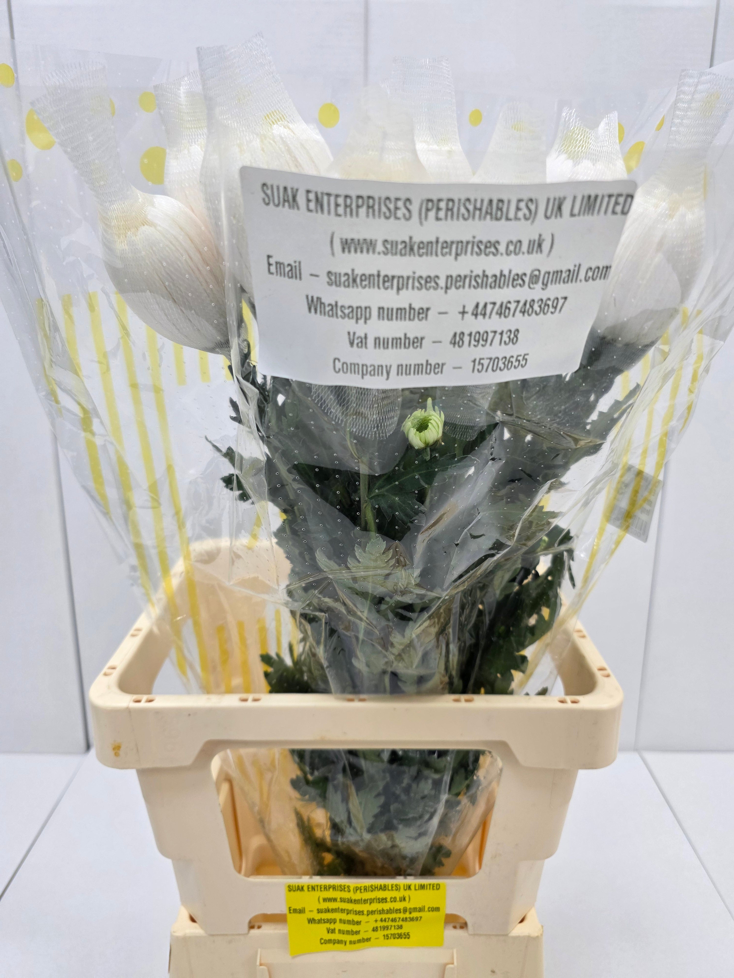 Farm Fresh Chrysanthemum G Anastasia White(Bunch of 10units, Length 70cm)