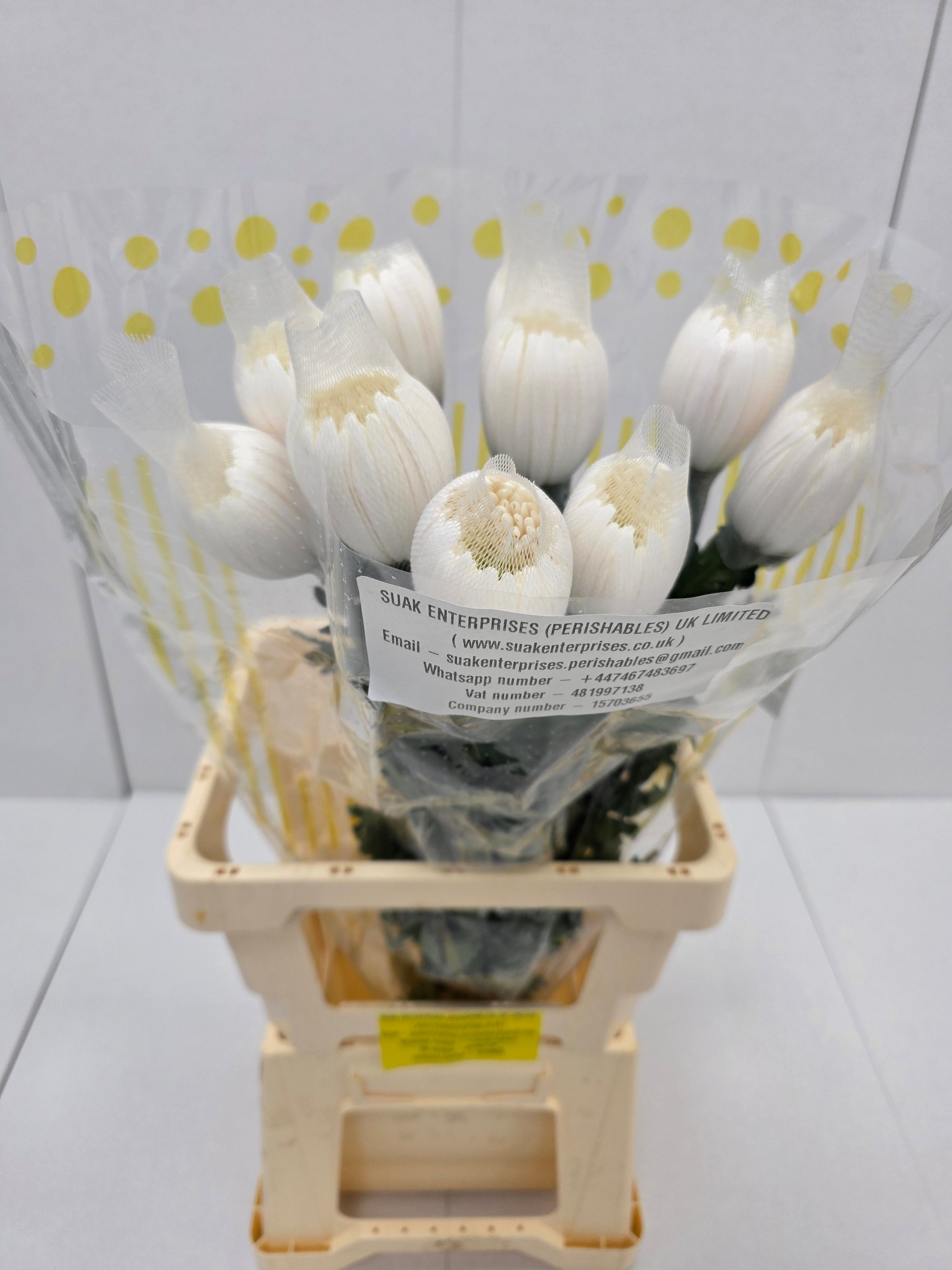 Farm Fresh Chrysanthemum G Anastasia White(Bunch of 10units, Length 70cm)