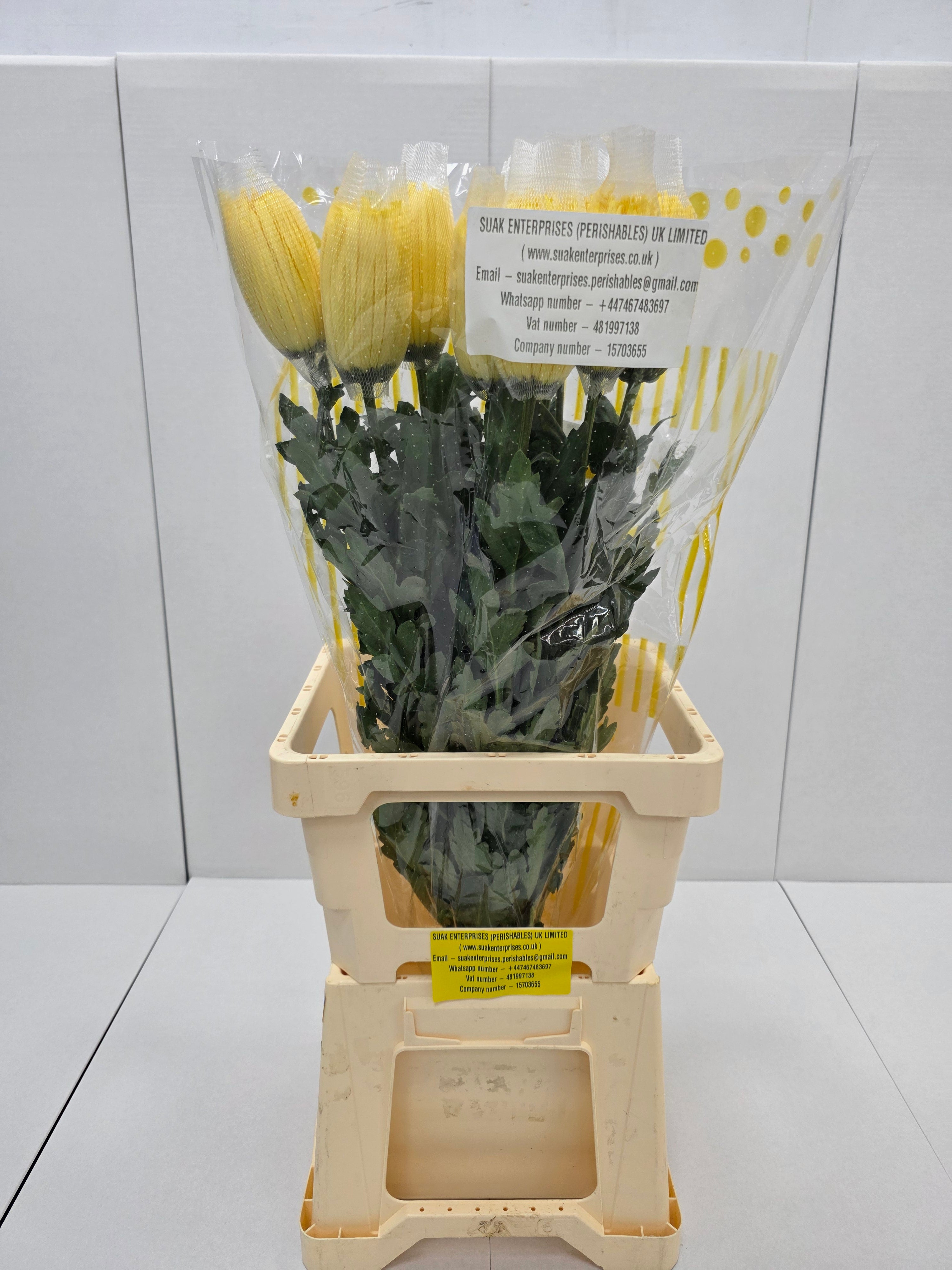 Farm Fresh Chrysanthemum G Anastasia Yellow Import (Bunch of 10units, Length 70cm)