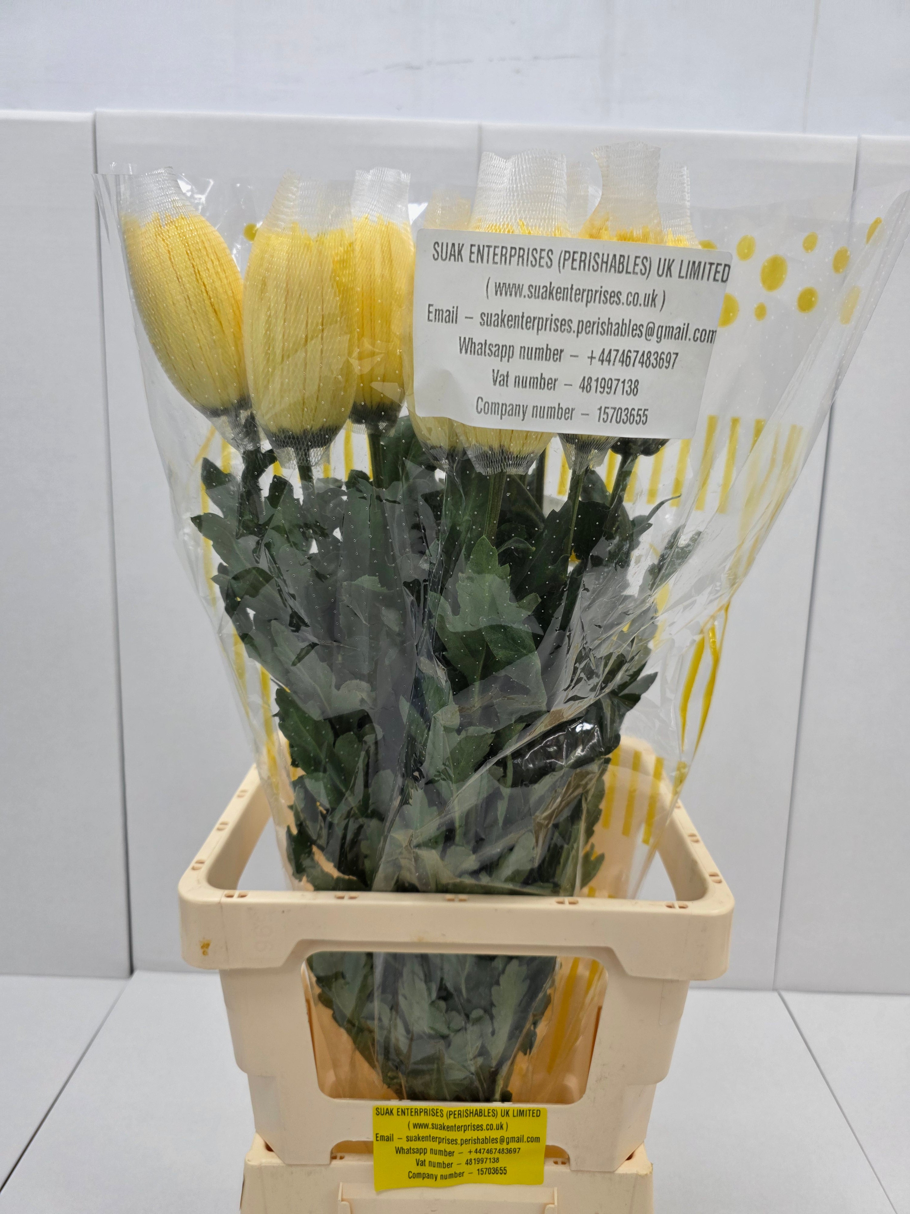 Farm Fresh Chrysanthemum G Anastasia Yellow Import (Bunch of 10units, Length 70cm)