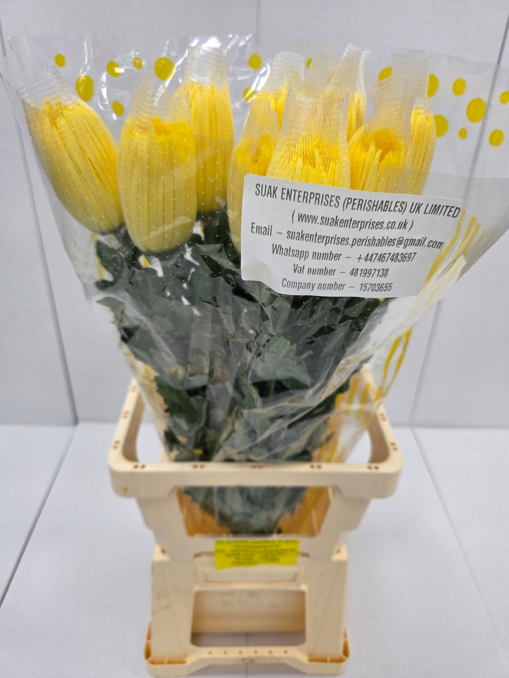 Farm Fresh Chrysanthemum G Anastasia Yellow Import (Bunch of 10units, Length 70cm)
