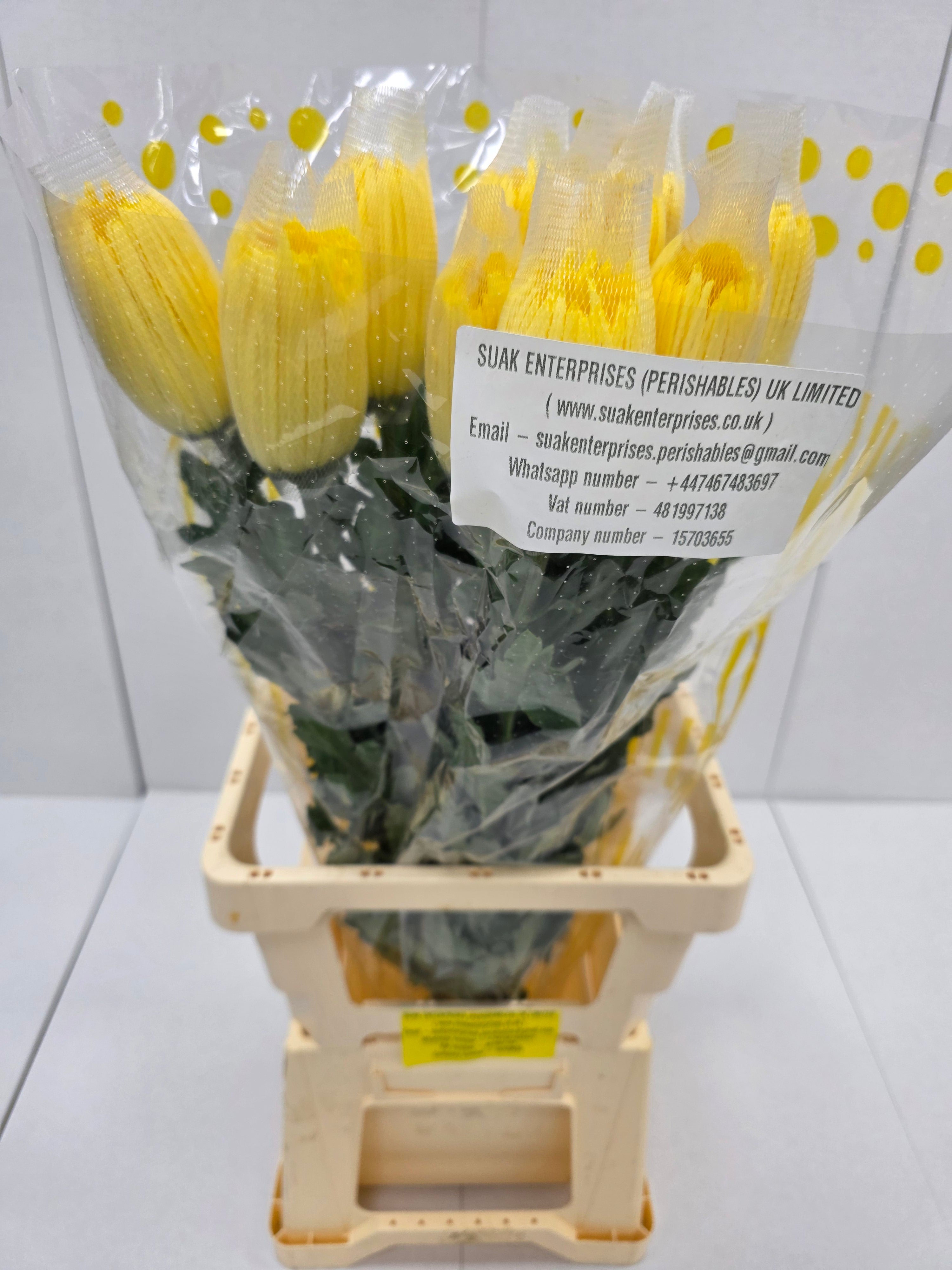 Farm Fresh Chrysanthemum G Anastasia Yellow Import (Bunch of 10units, Length 70cm)