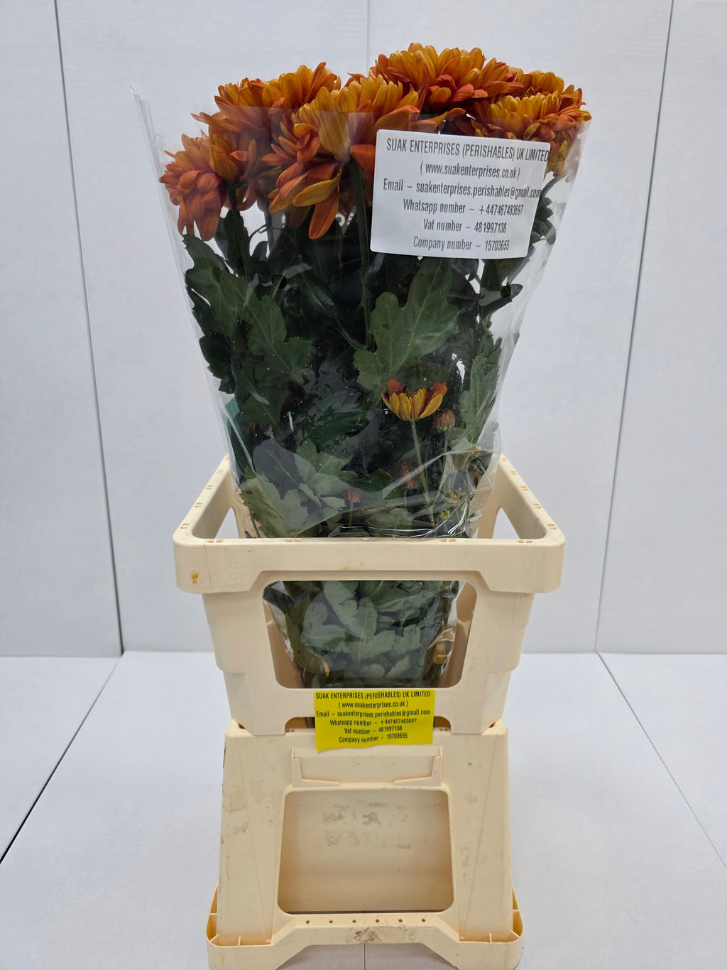 Farm Fresh Chrysanthemum G Bellavista ( Bunch of 10 stems, Length 70-80cm)