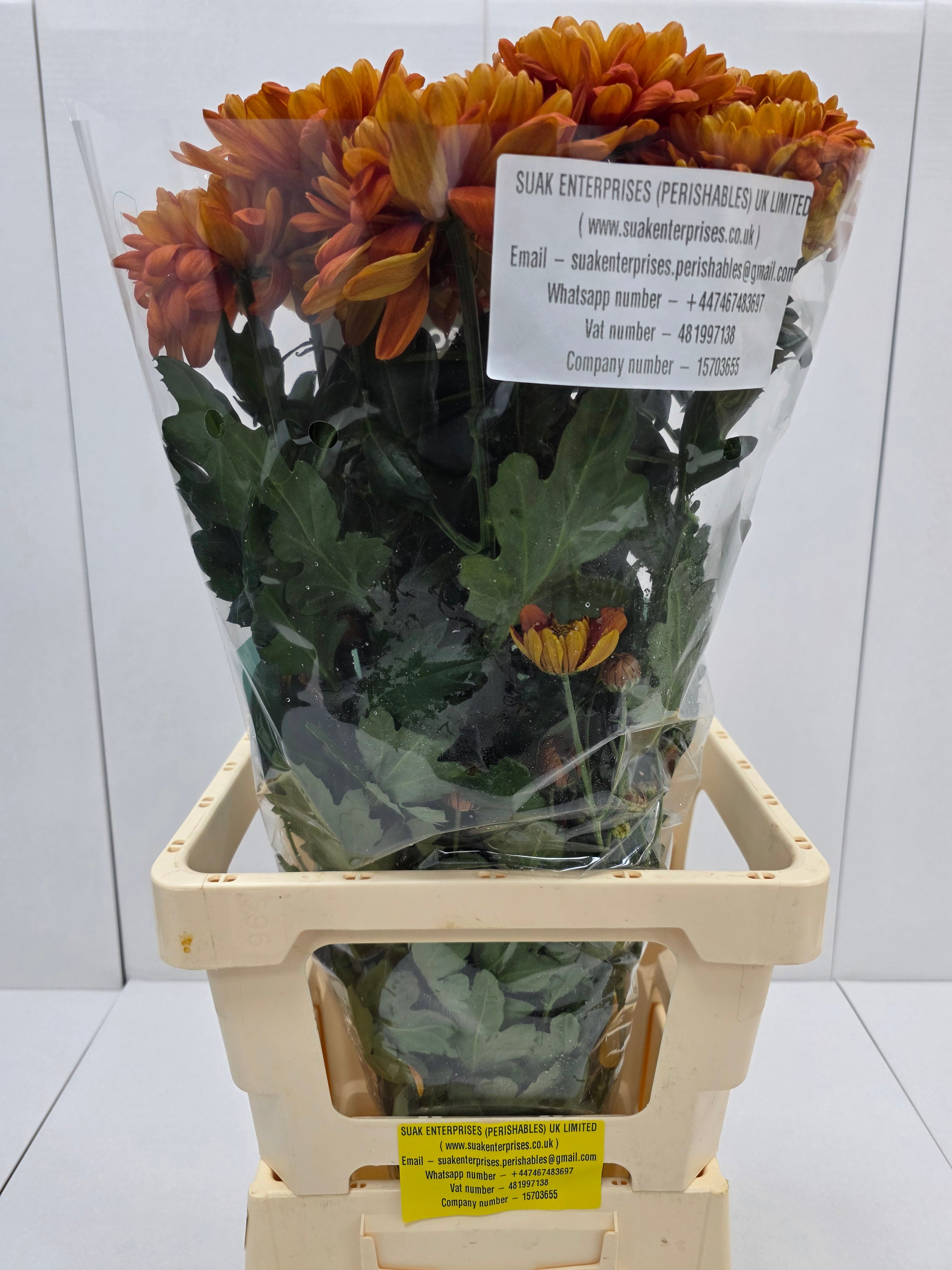 Farm Fresh Chrysanthemum G Bellavista ( Bunch of 10 stems, Length 70-80cm)