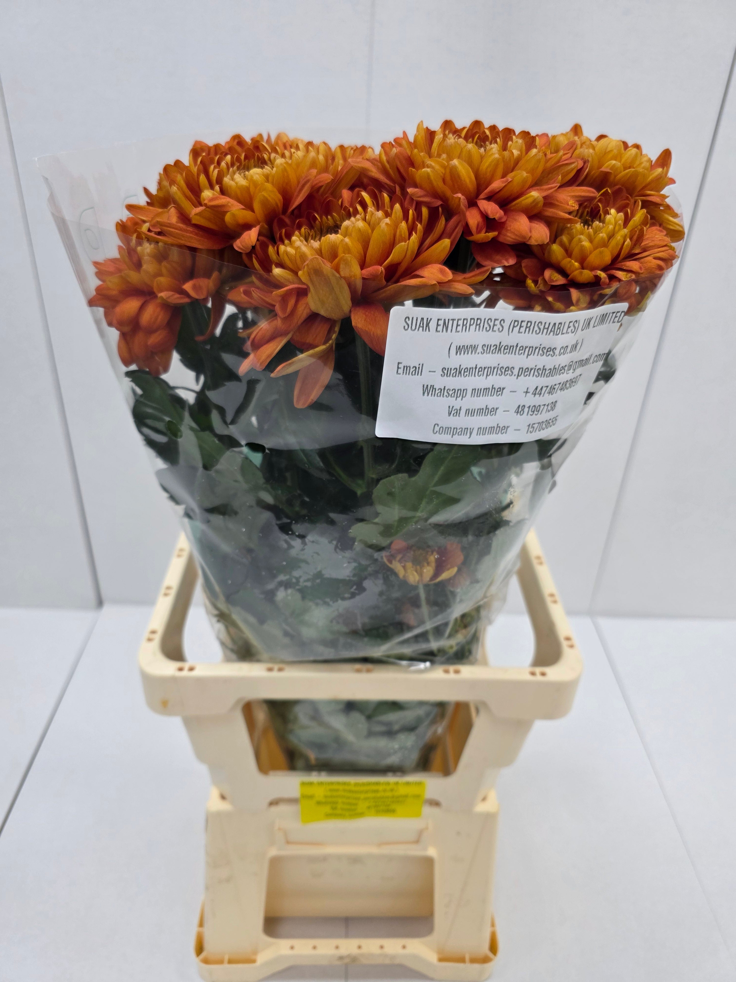 Farm Fresh Chrysanthemum G Bellavista ( Bunch of 10 stems, Length 70-80cm)