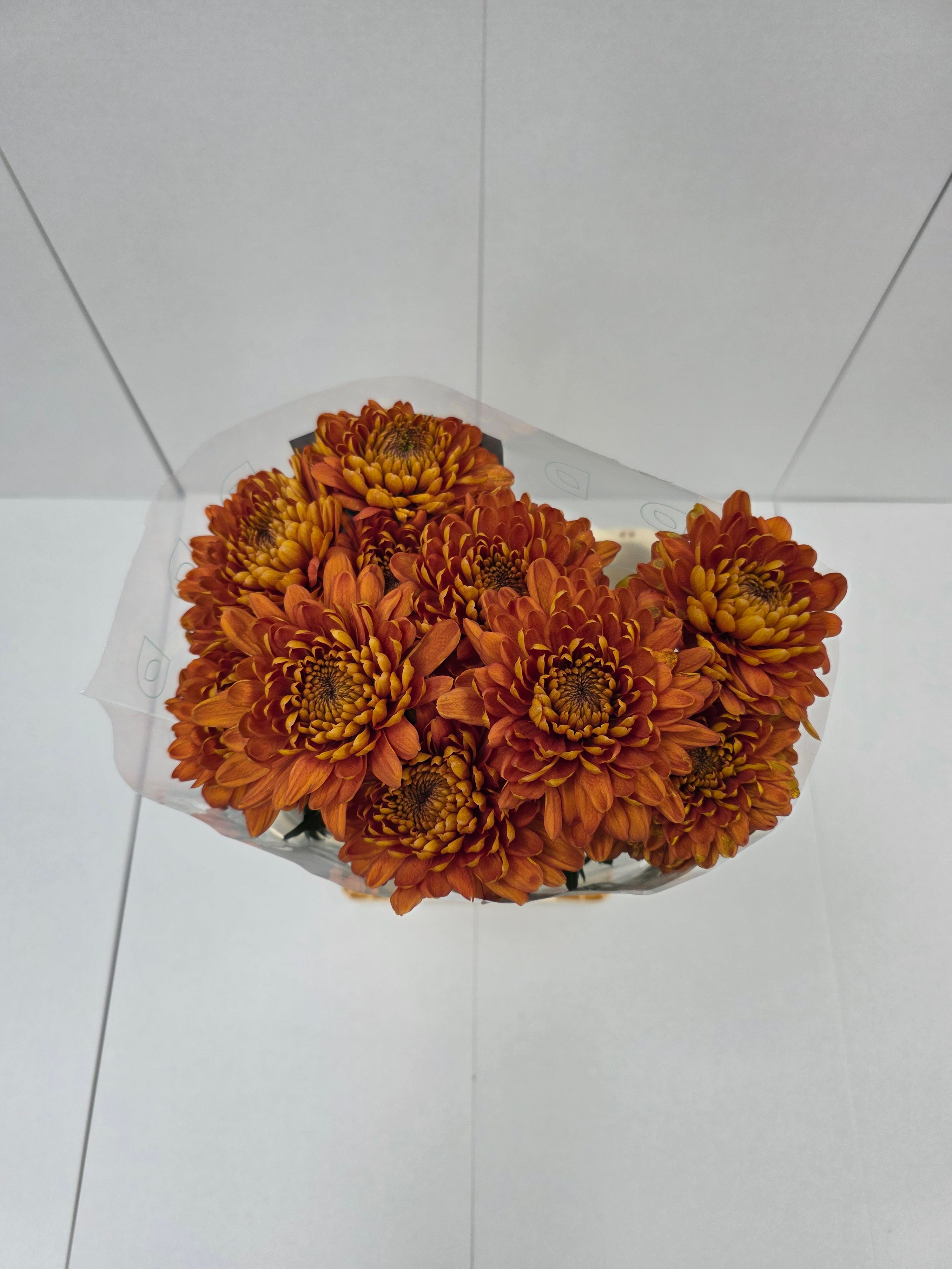 Farm Fresh Chrysanthemum G Bellavista ( Bunch of 10 stems, Length 70-80cm)