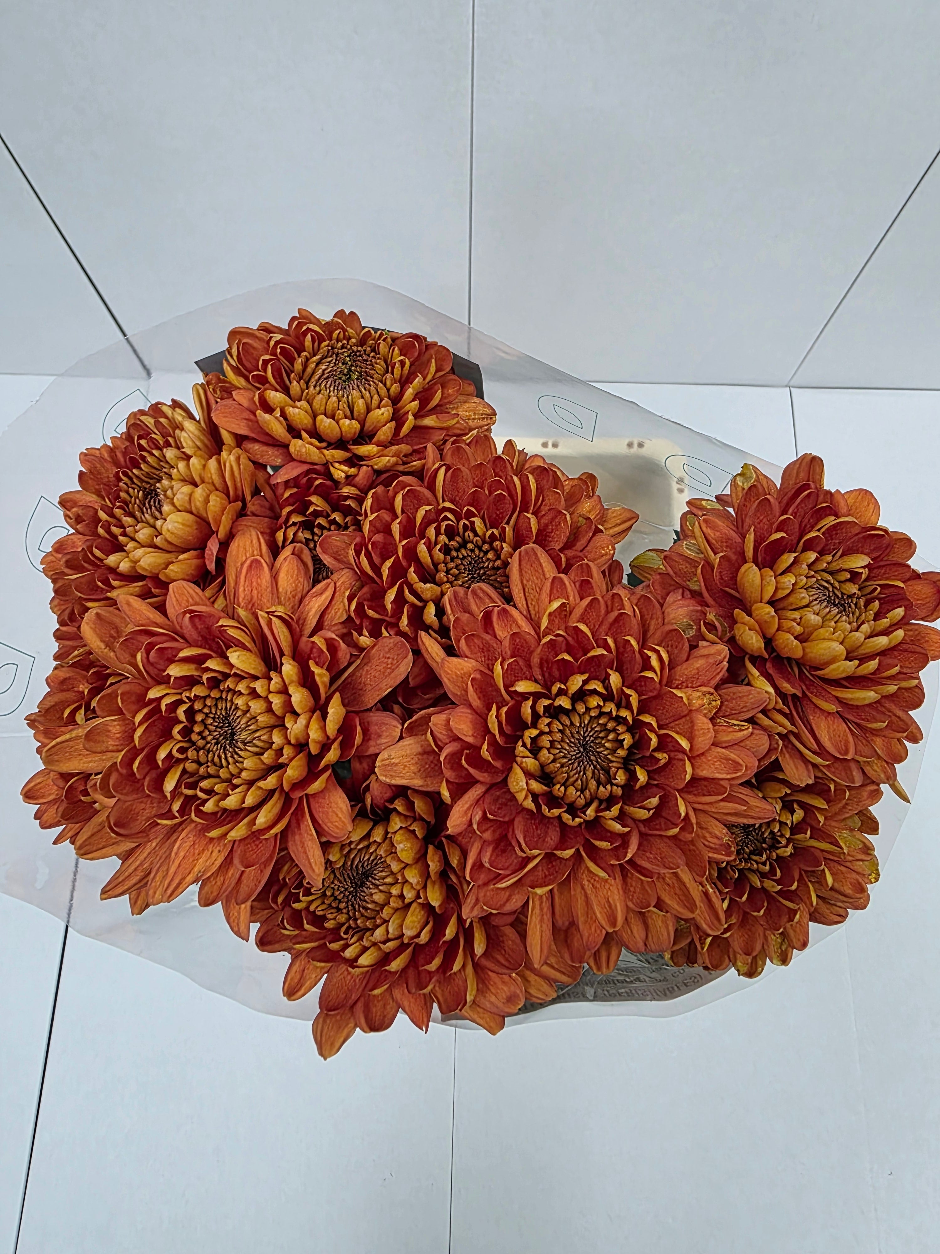 Farm Fresh Chrysanthemum G Bellavista ( Bunch of 10 stems, Length 70-80cm)