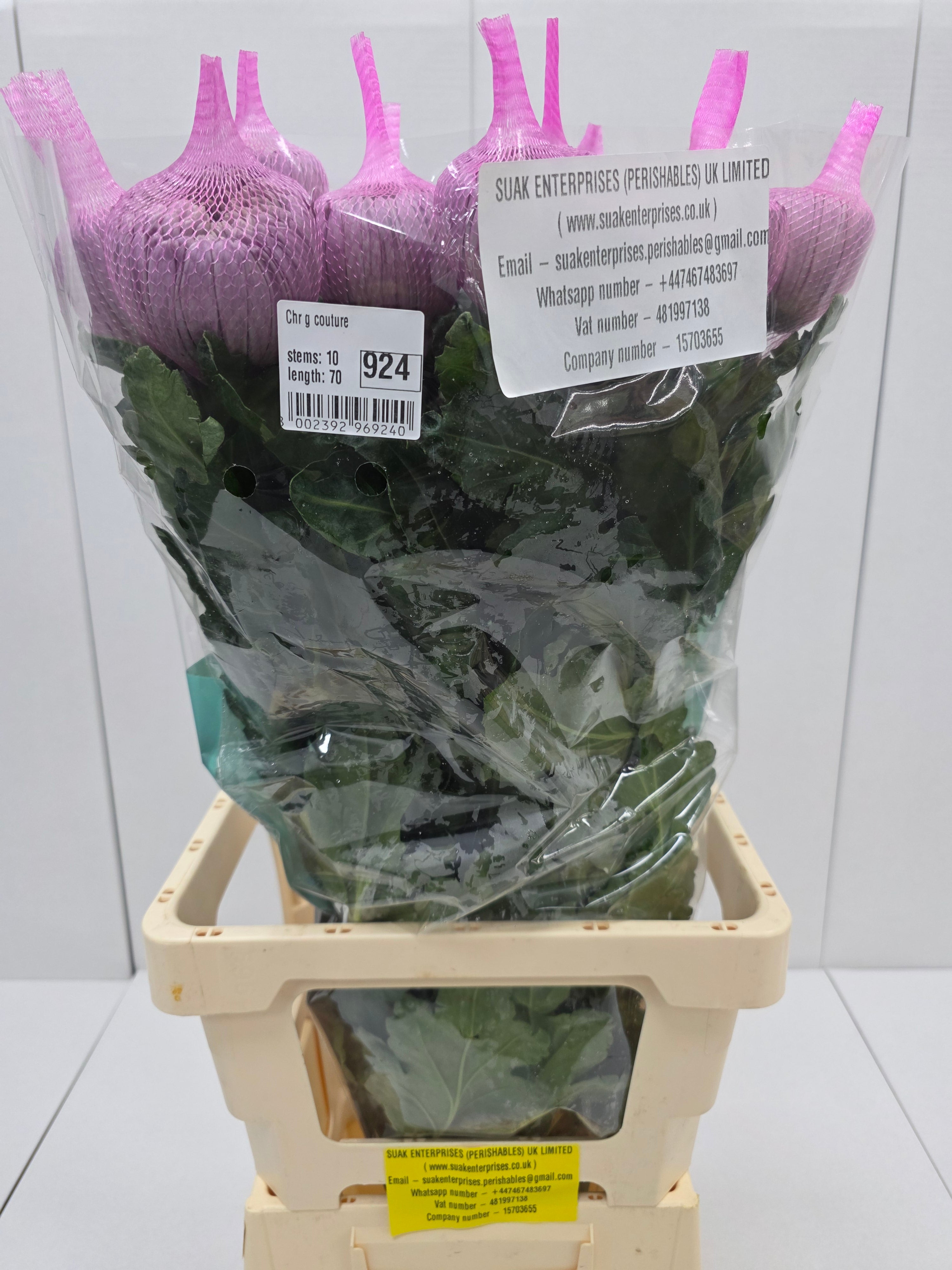 Farm Fresh Chrysanthemum G Couture(Bunch of 10 stems, Length 70cm)