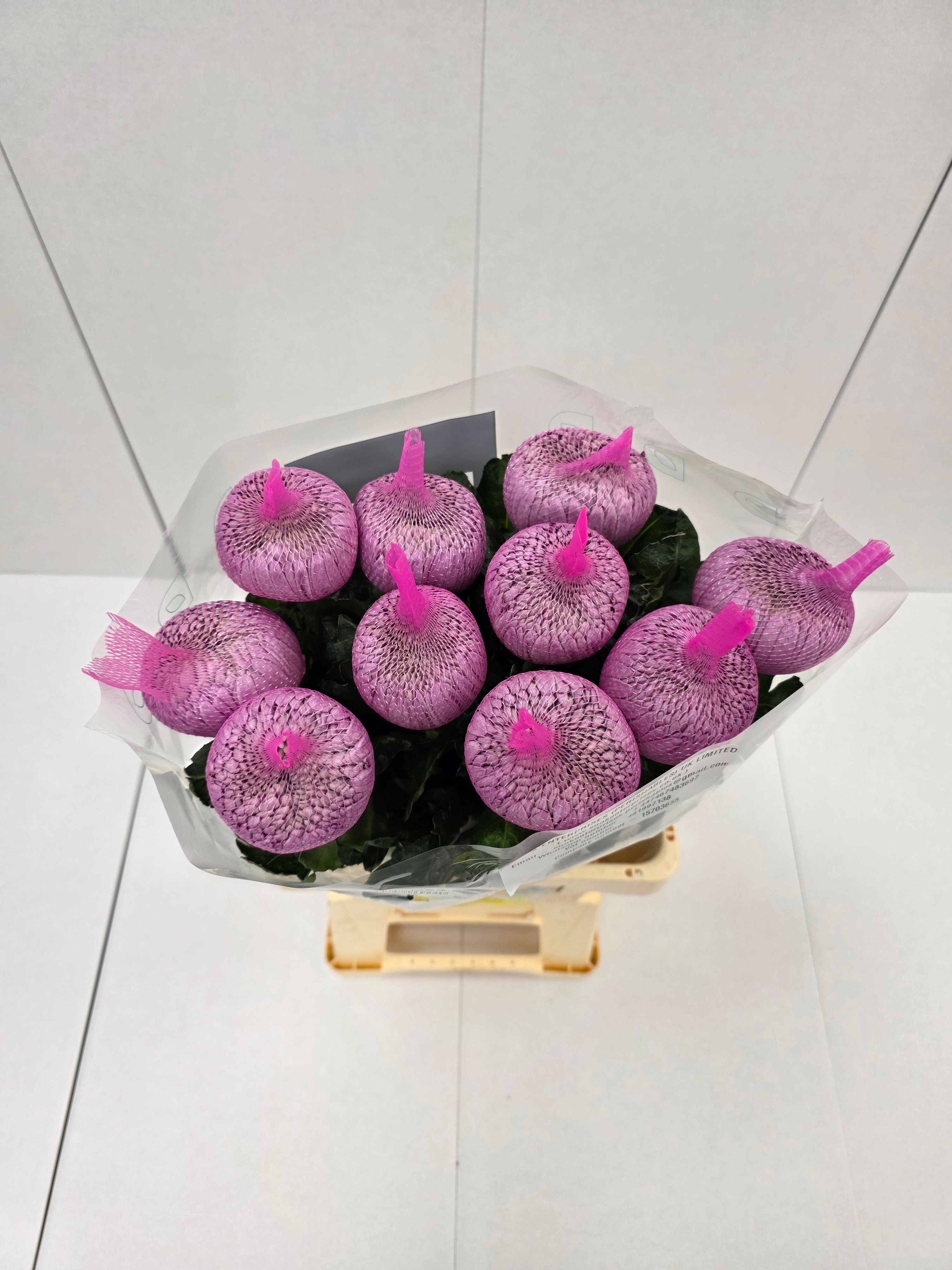 Farm Fresh Chrysanthemum G Couture(Bunch of 10 stems, Length 70cm)