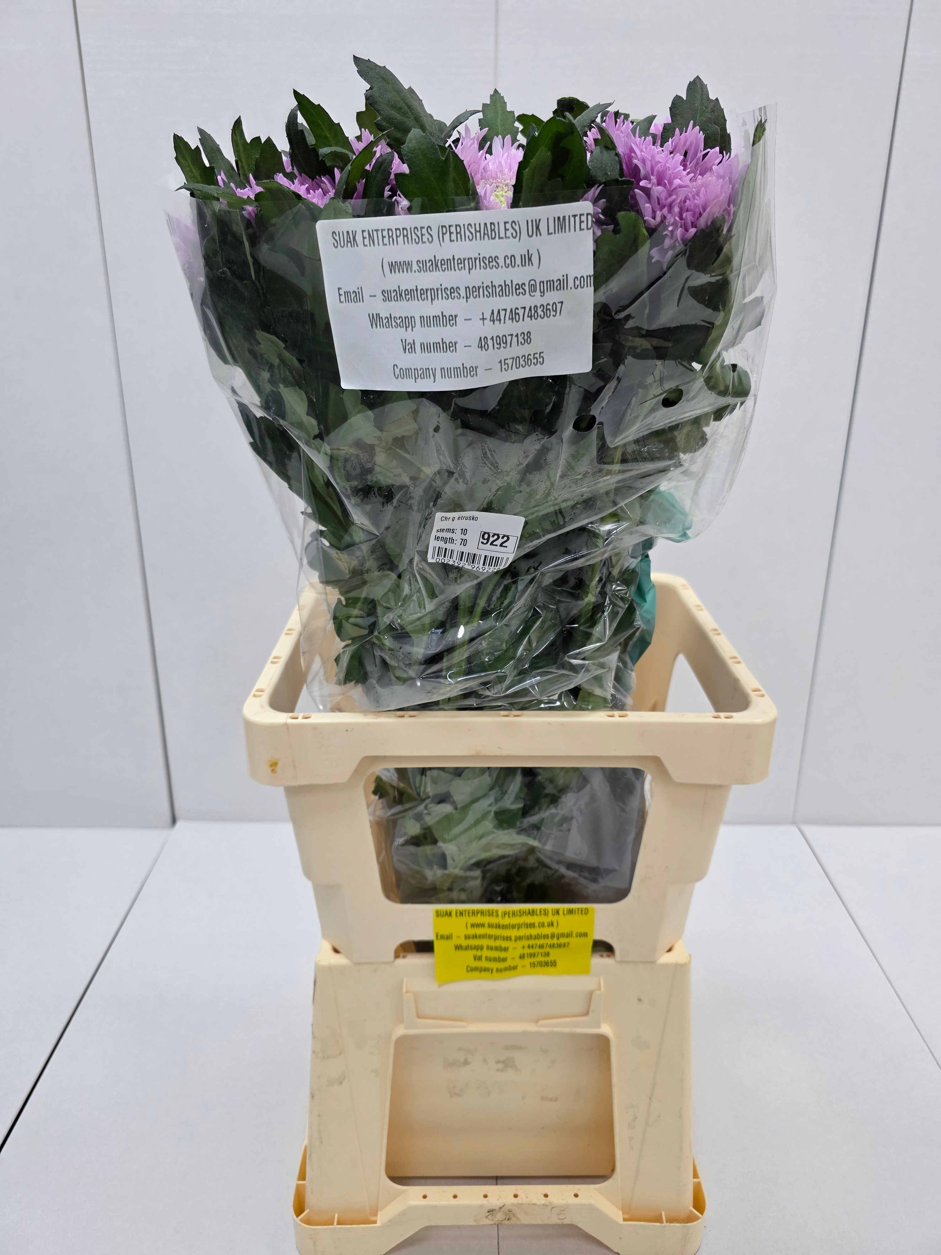 Farm Fresh Chrysanthemum G Etrusko(Bunch of 10 stems, Length 70cm)