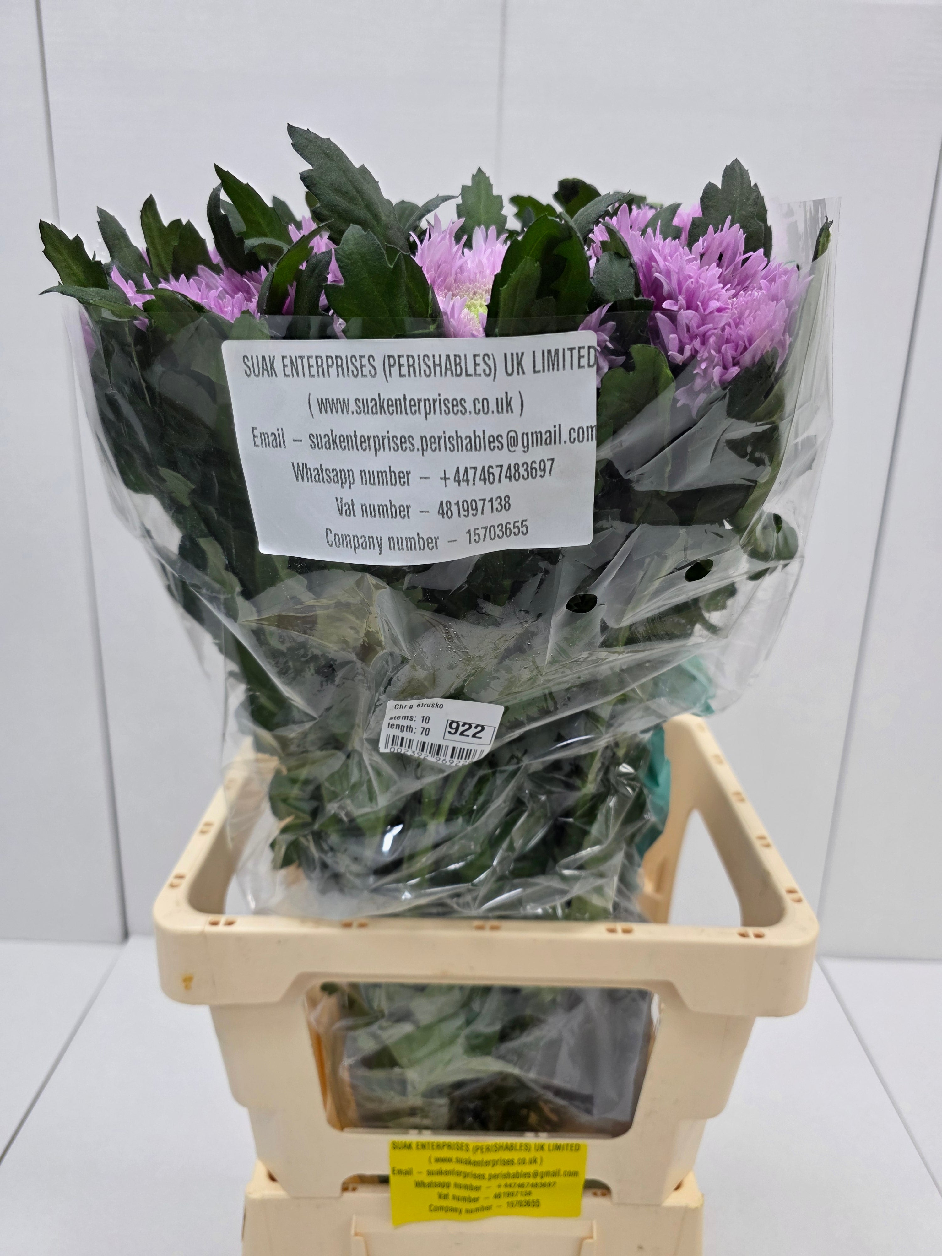 Farm Fresh Chrysanthemum G Etrusko(Bunch of 10 stems, Length 70cm)