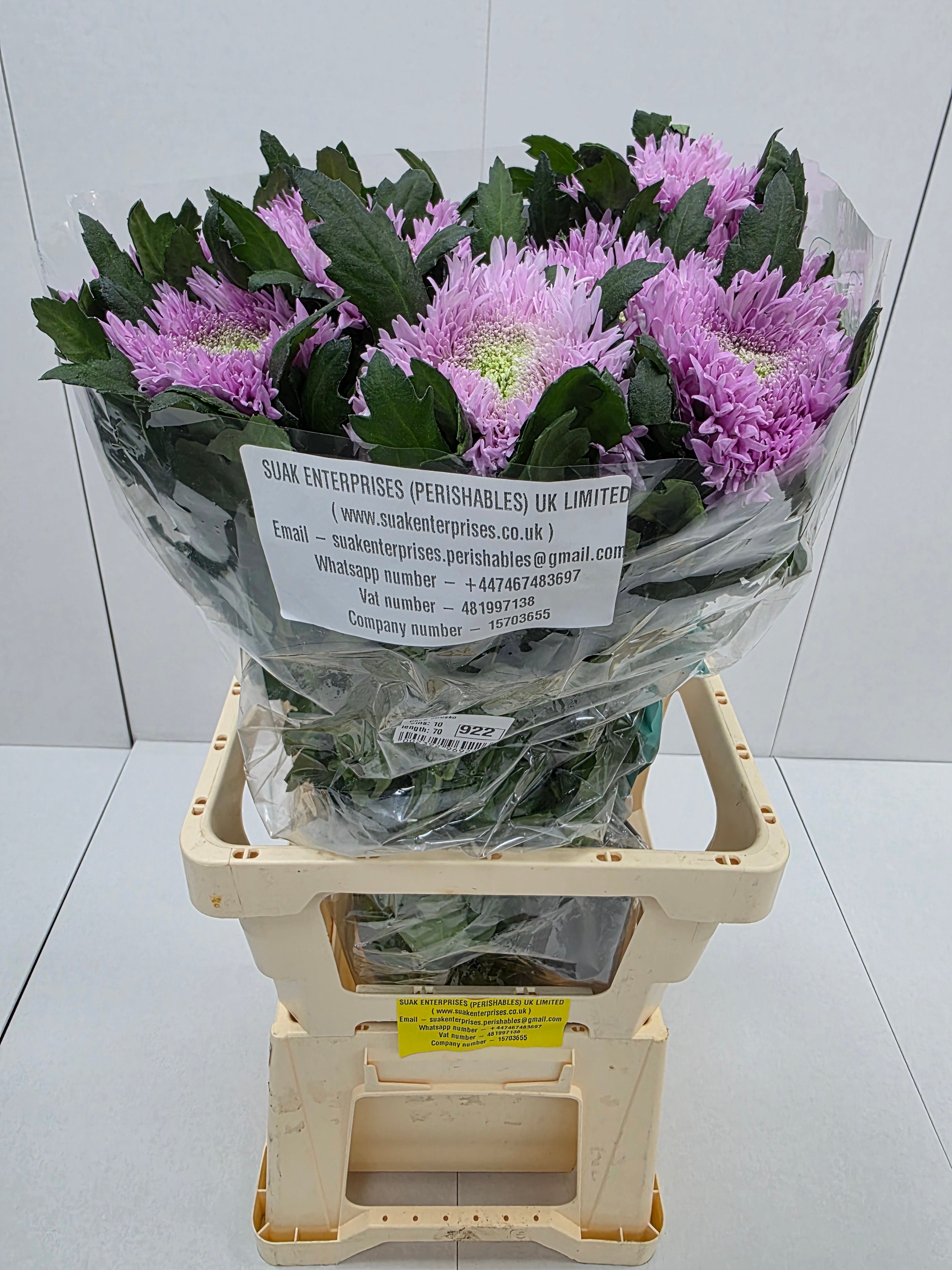 Farm Fresh Chrysanthemum G Etrusko(Bunch of 10 stems, Length 70cm)