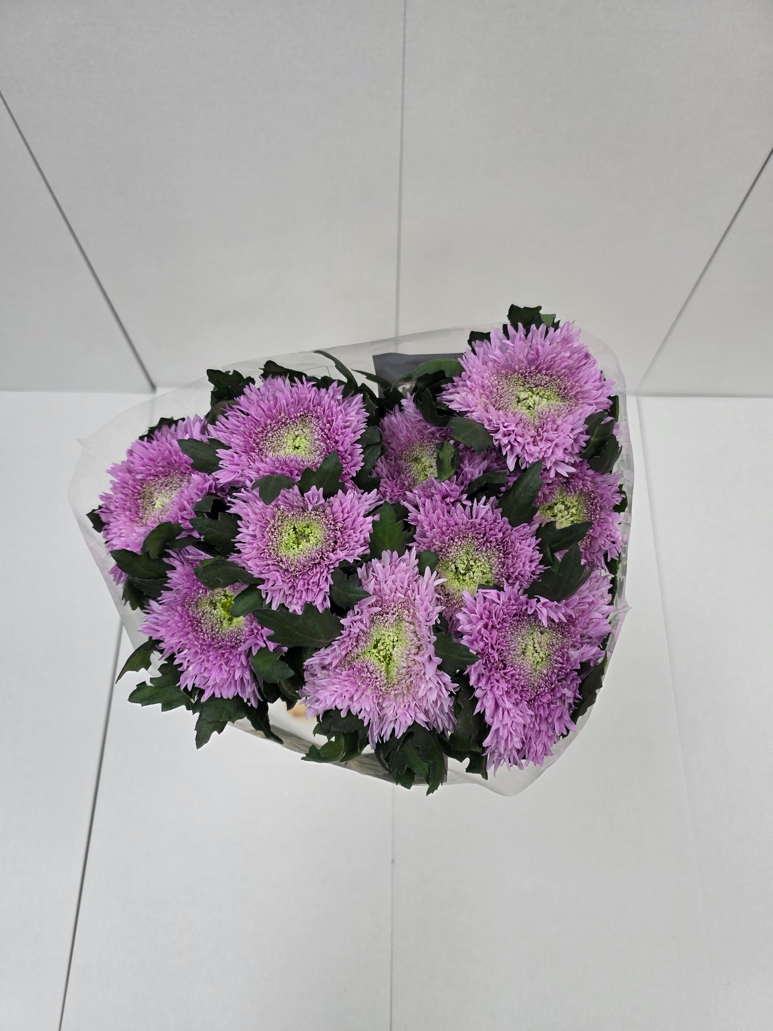 Farm Fresh Chrysanthemum G Etrusko(Bunch of 10 stems, Length 70cm)