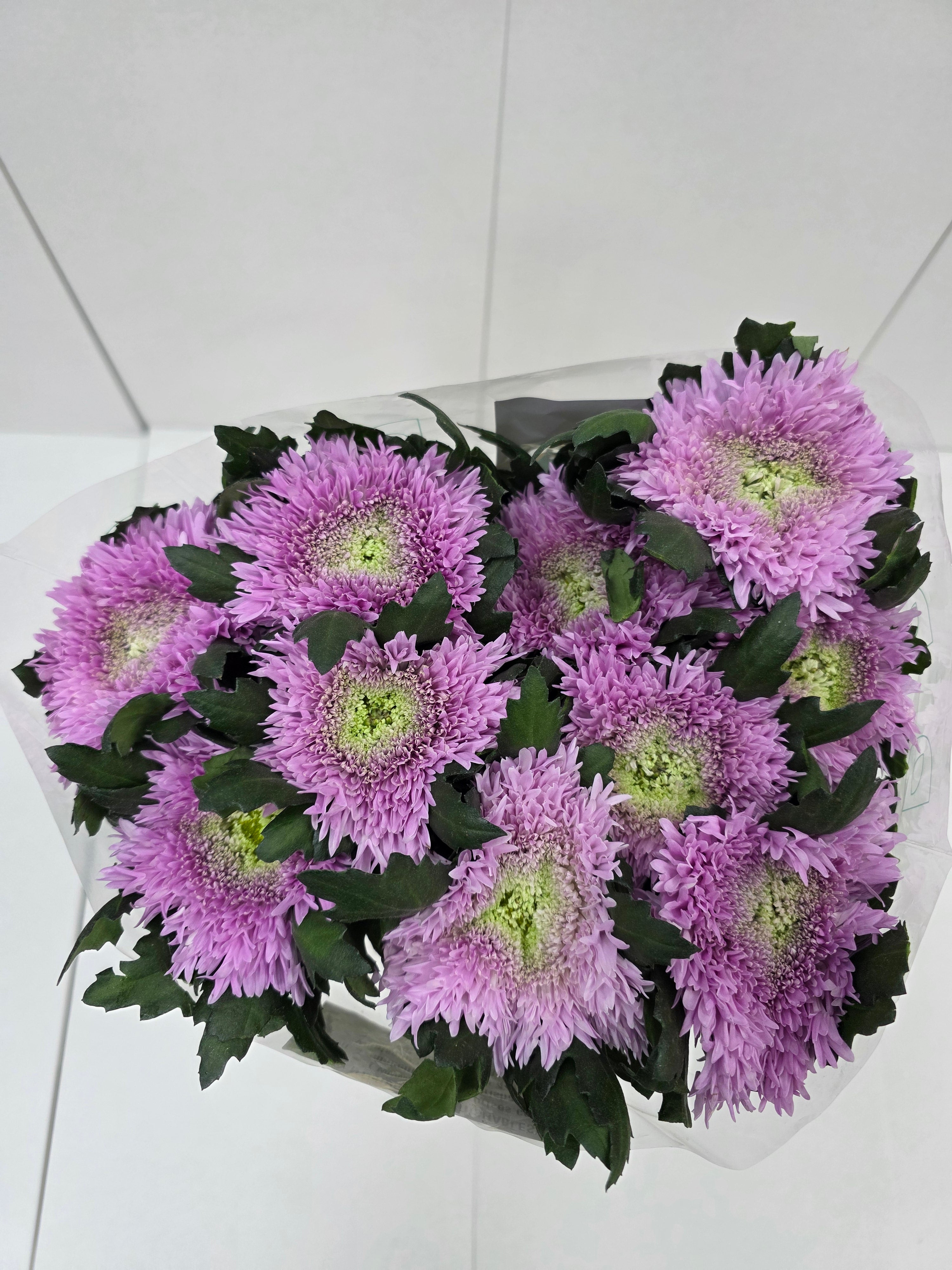 Farm Fresh Chrysanthemum G Etrusko(Bunch of 10 stems, Length 70cm)