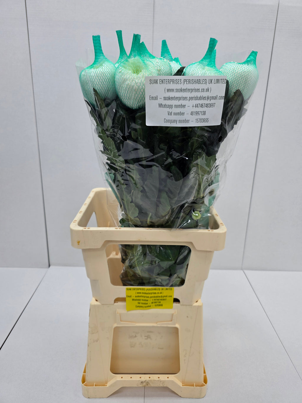 Farm Fresh Chrysanthemum G Magnum (Bunch of 2 stems,Length 70cm)