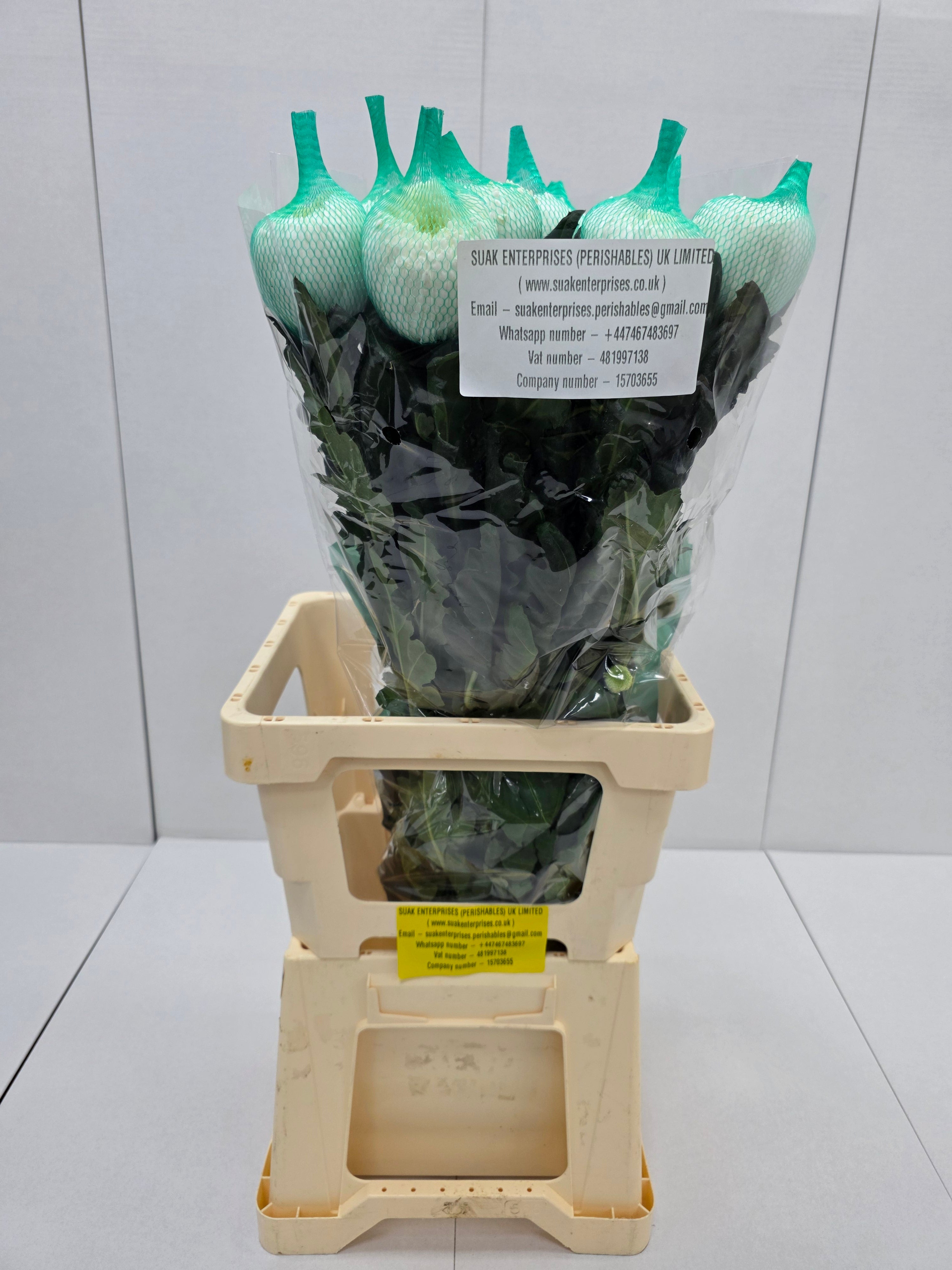 Farm Fresh Chrysanthemum G Magnum (Bunch of 2 stems,Length 70cm)